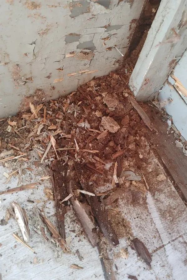 Pile of rotting wood chips and debris in a dirty corner beside a peeling wall and door frame