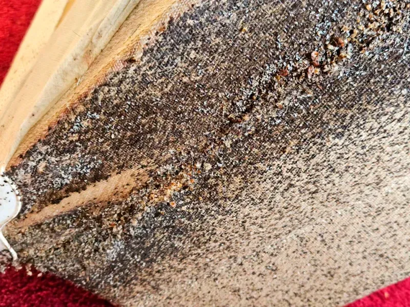 Close-up of a speckled brown and gray surface with a red corner and white edge