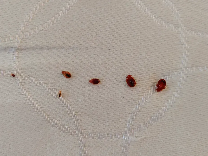 Four small reddish-brown bed bugs on a light quilted fabric surface
