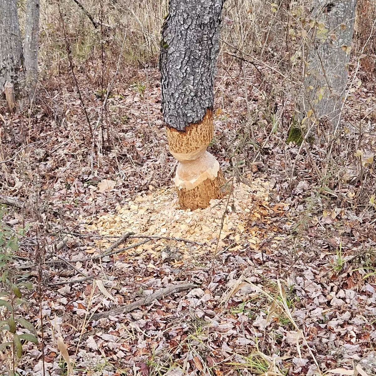 Tree trunk gnawed by a beaver, with wood chips scattered on the forest floor
