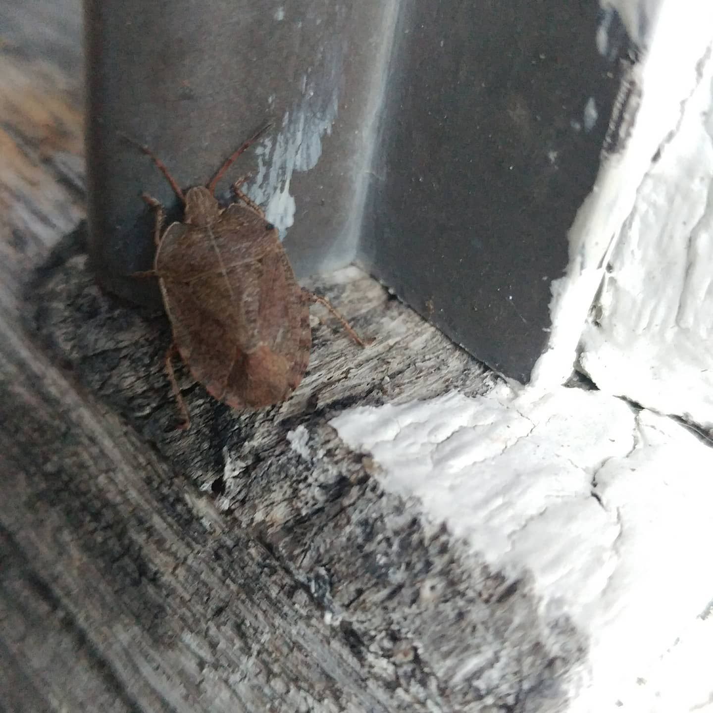 Brown moth resting on a dusty windowsill beside a white window frame