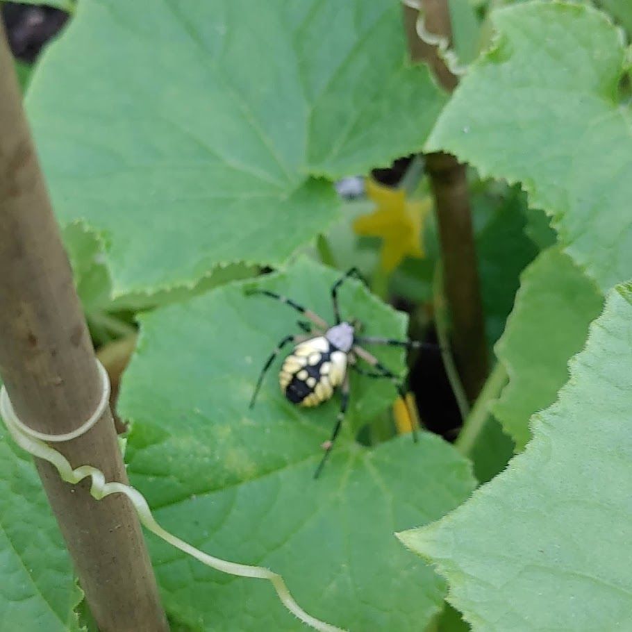 Black and yellow beetle on a green leaf among vine leaves