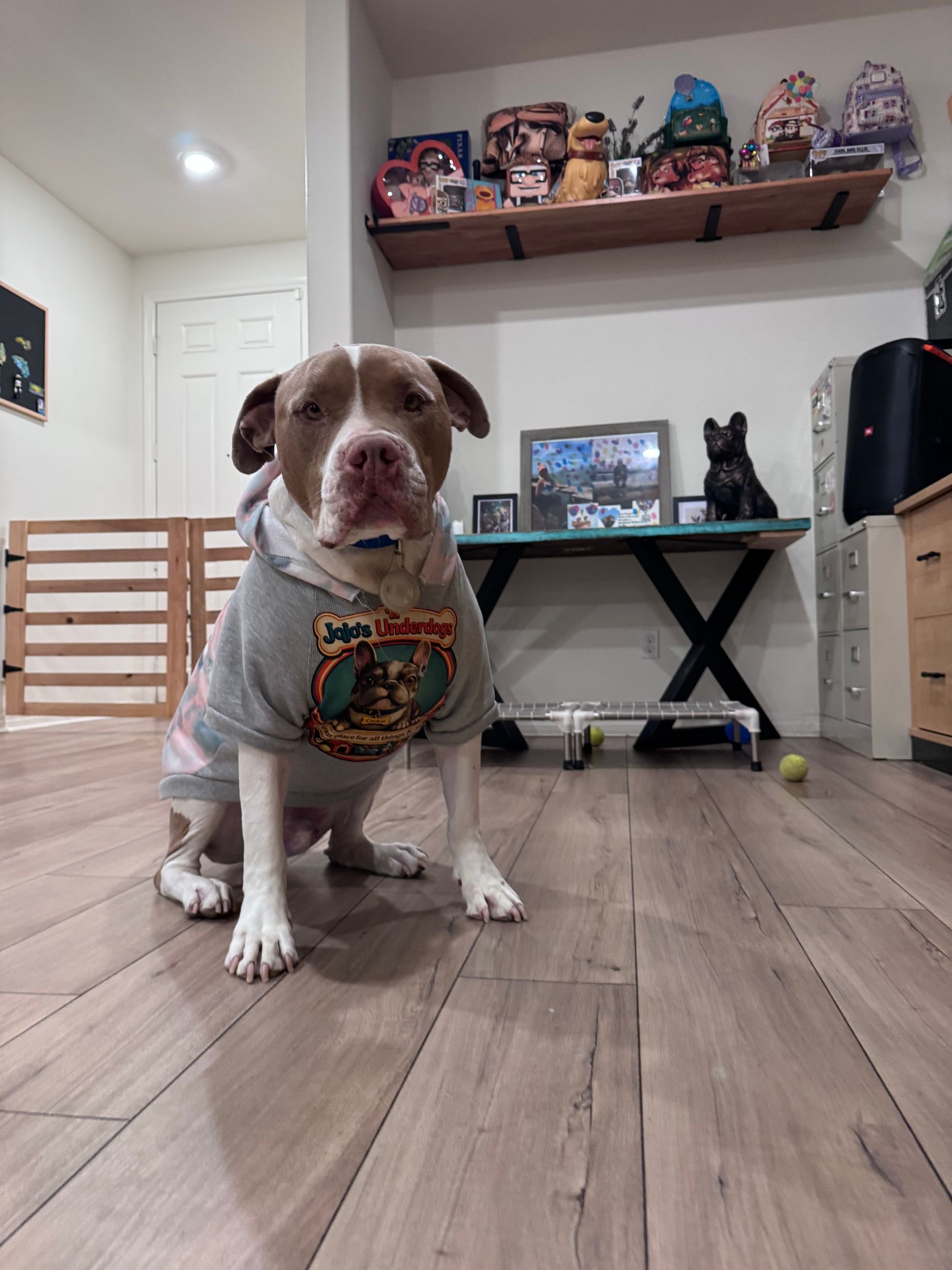T-shirts for pups