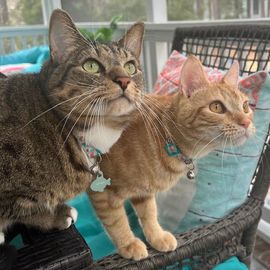 Two cats wearing collars sit on a patio chair, looking upward.