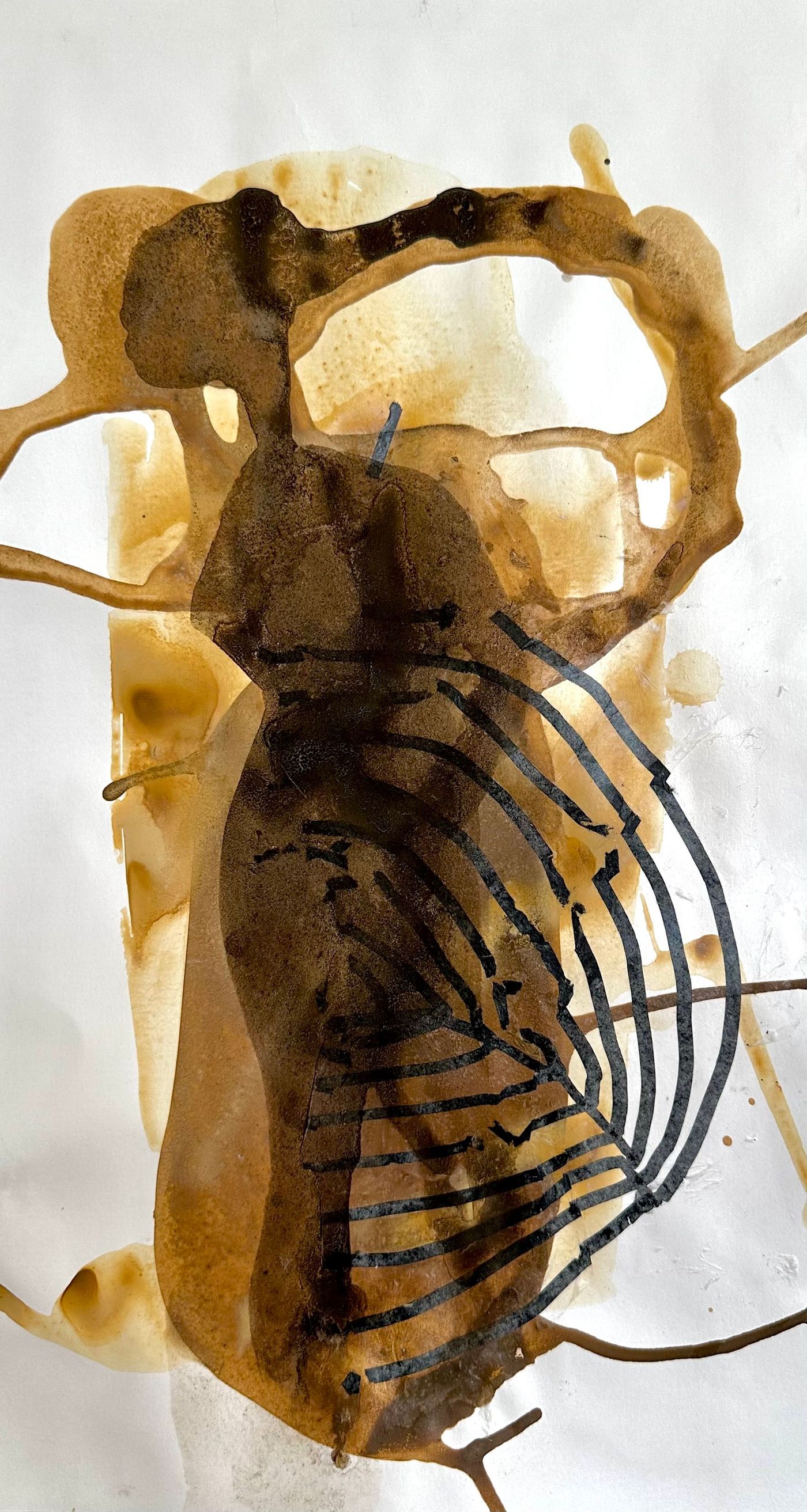 Close-up of a brown insect with striped abdomen and translucent wings on a light background