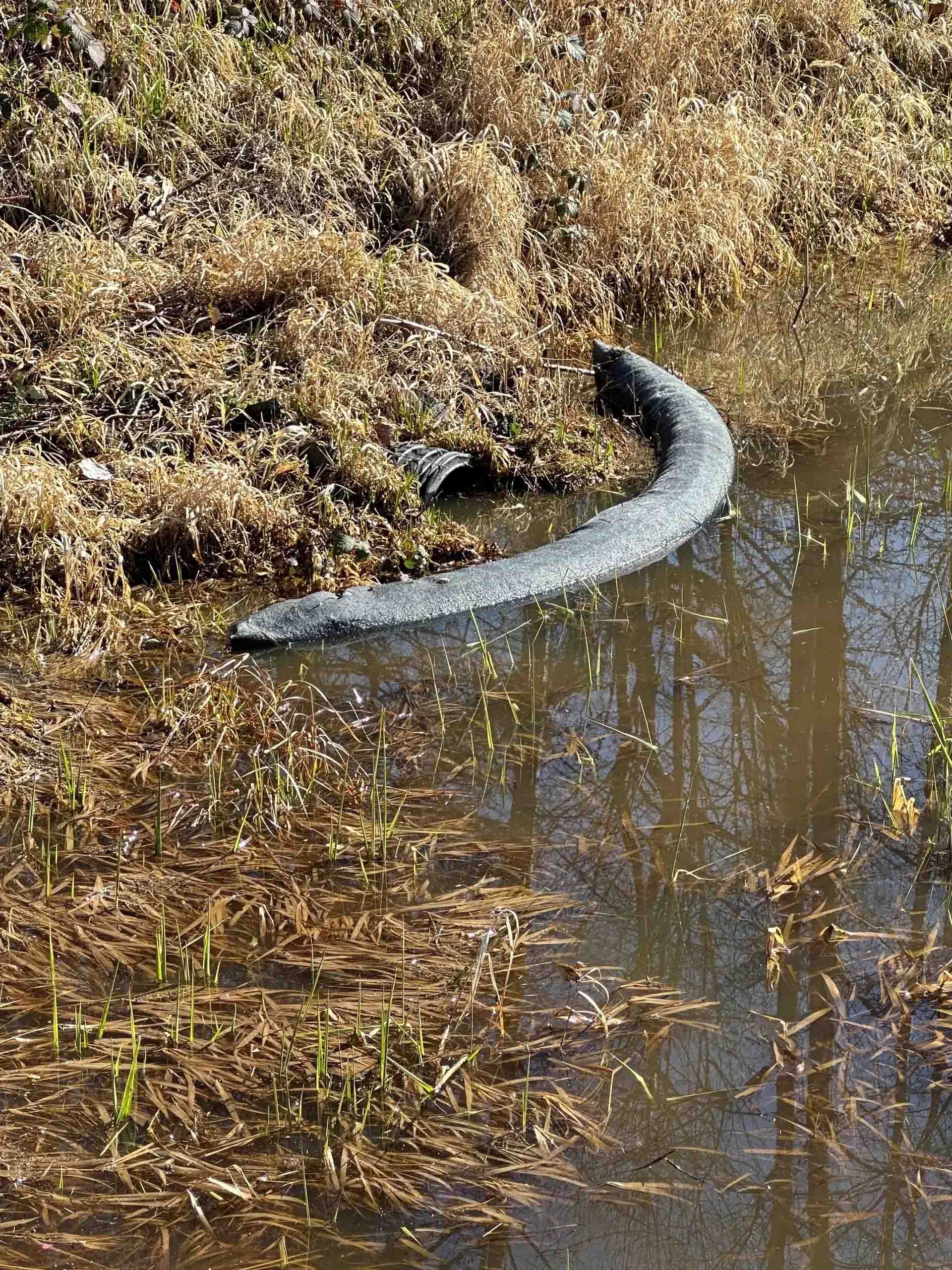 A dark, textured, snake-like object rests in a shallow, murky body of water along a grassy bank.