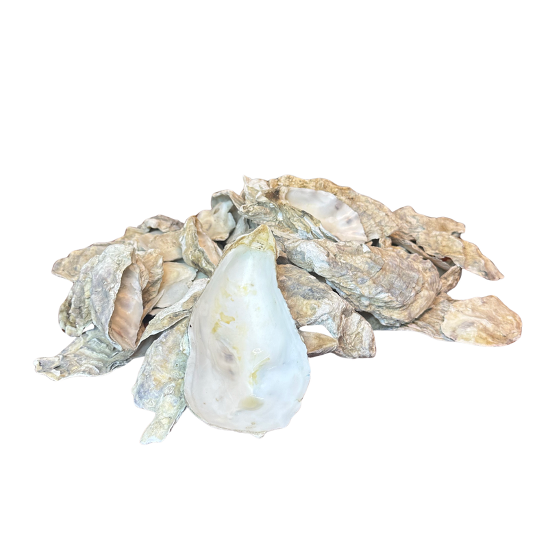 Pile of oyster shells, with one open, light blue shell in the foreground.