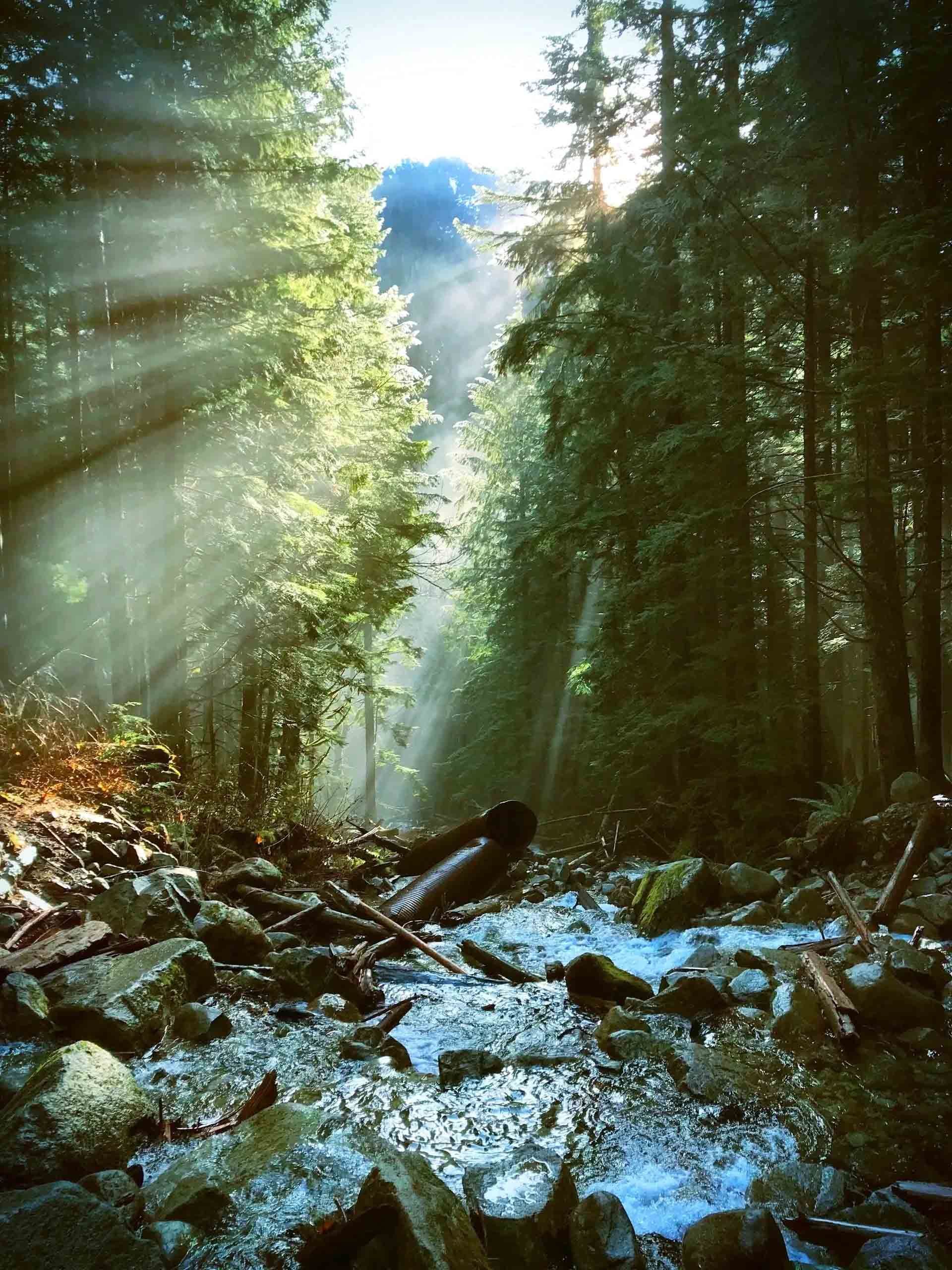 Sunbeams filter through a dense forest canopy, illuminating a rocky mountain stream flowing over stones.