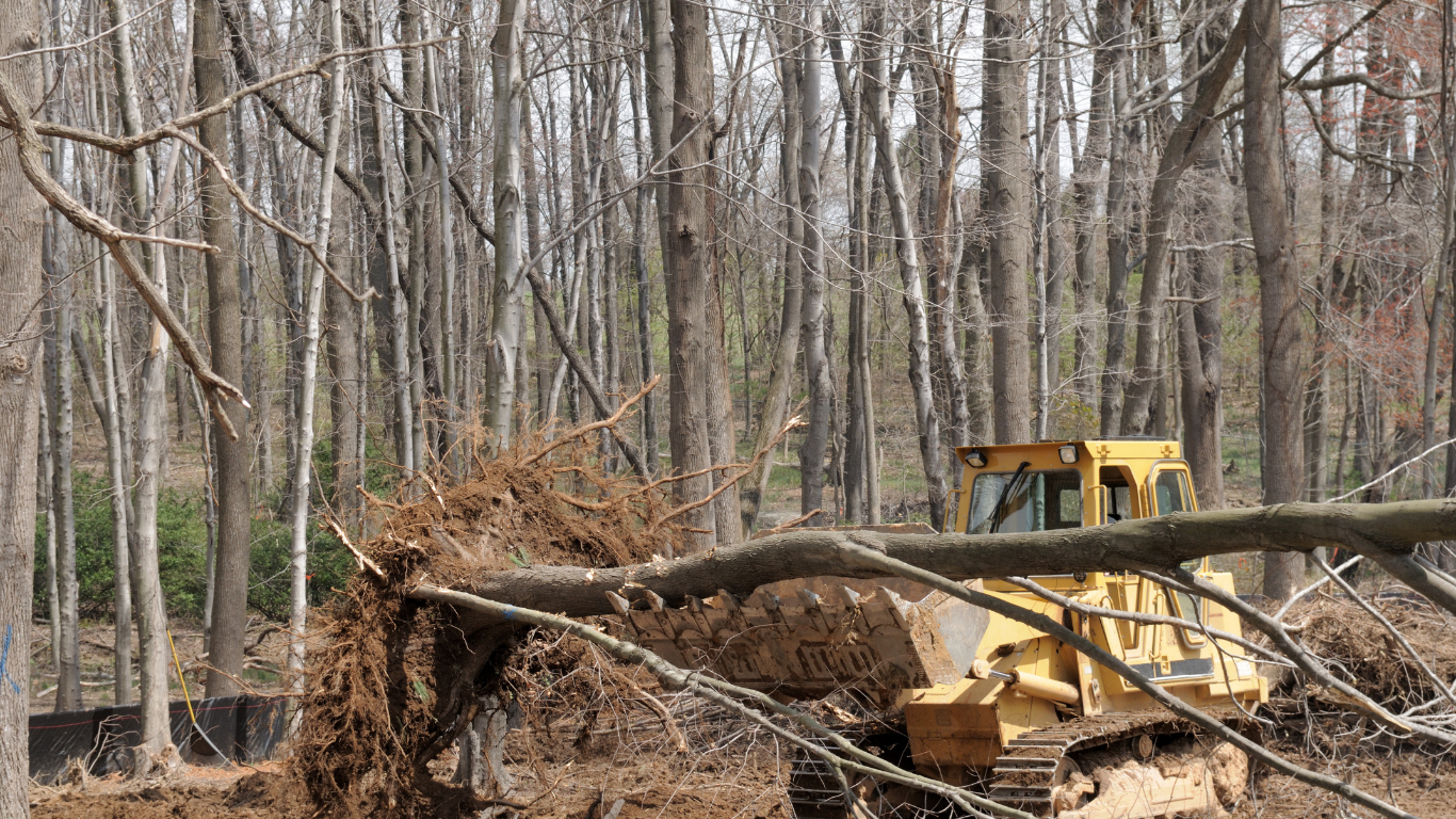 Yellow bulldozer clearing debris in a leafless forest
