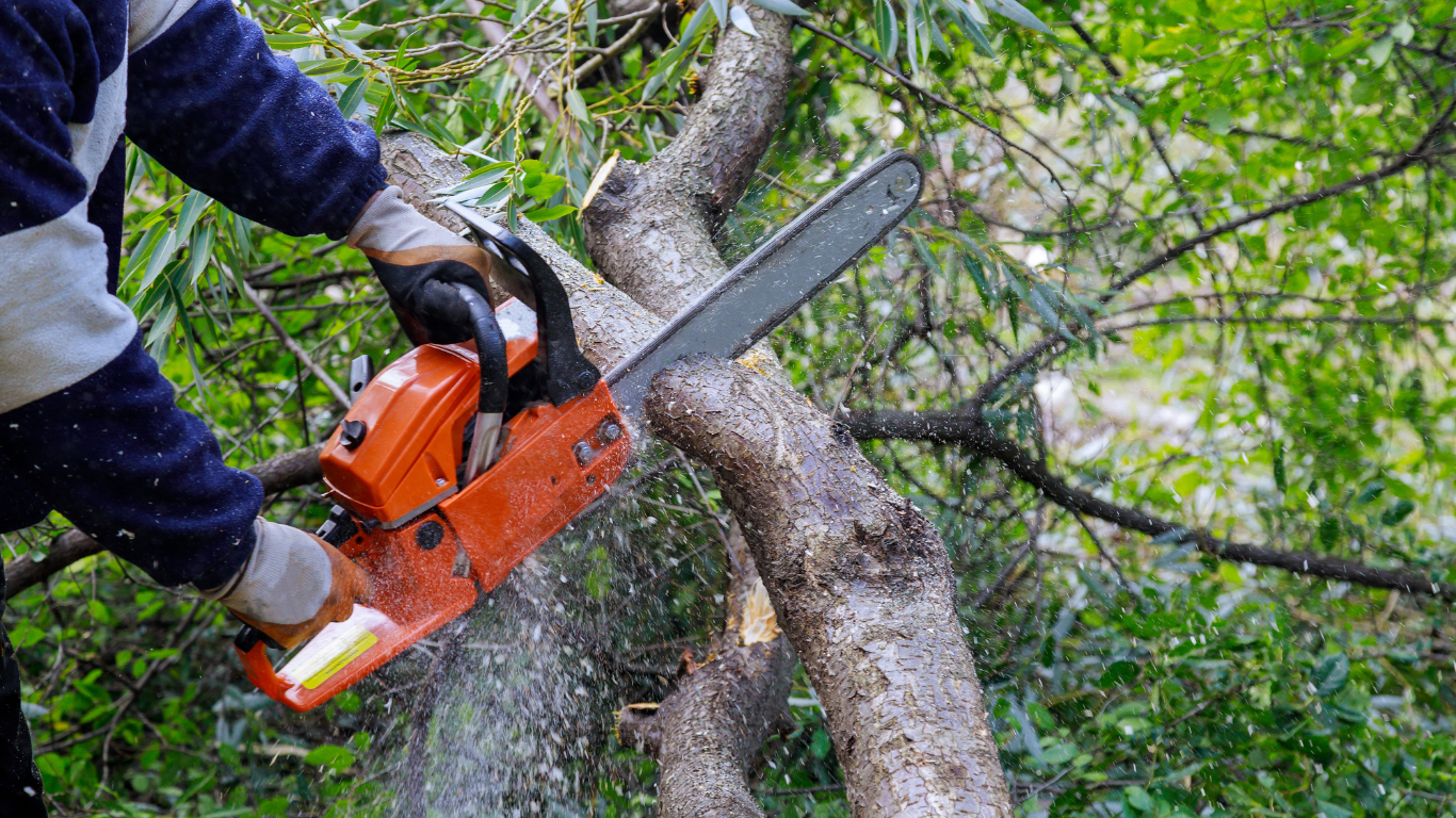 Person using an orange chainsaw to cut a tree trunk outdoors