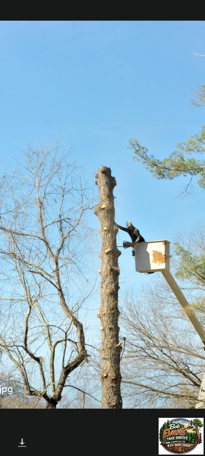 Tree pruning worker on a cherry picker trimming a tall leafless tree against a blue sky