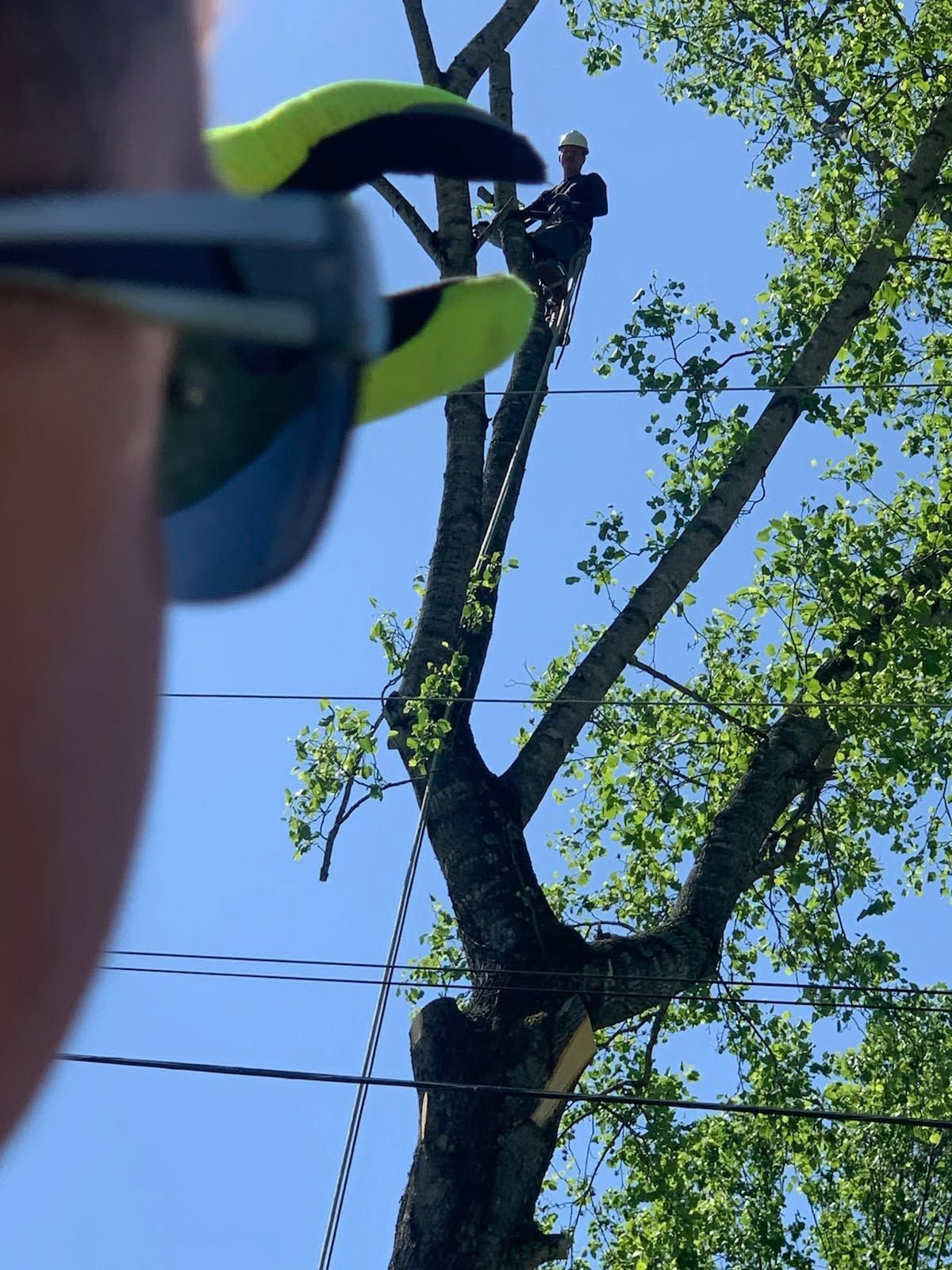 Worker pruning a tree branch high above, seen through a person’s sunglasses in the foreground.