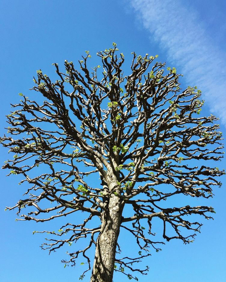 Leafless tree with twisted branches against a bright blue sky