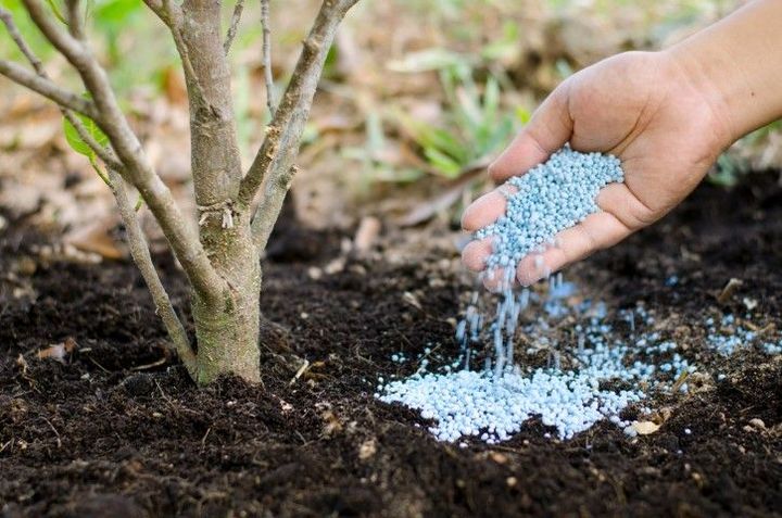 An image of Tree Care Services in Edina MN