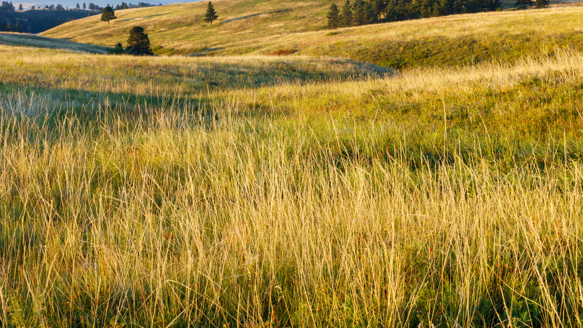 Golden grassy hillside with scattered trees under a clear sky