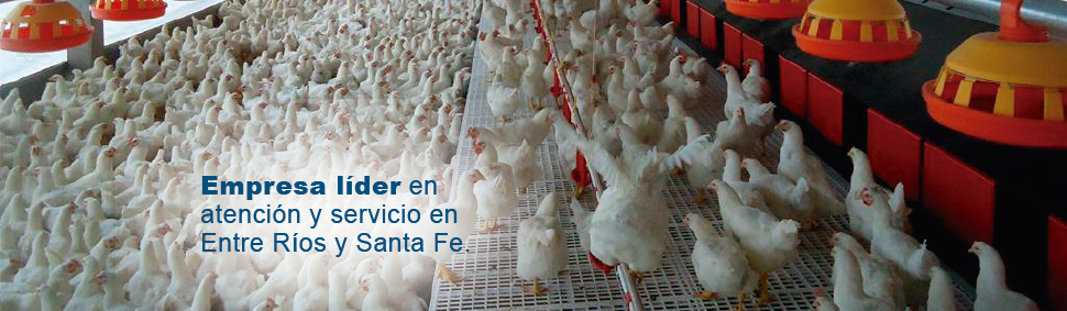 Avige Avicultura