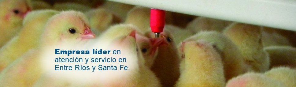 Avige Avicultura