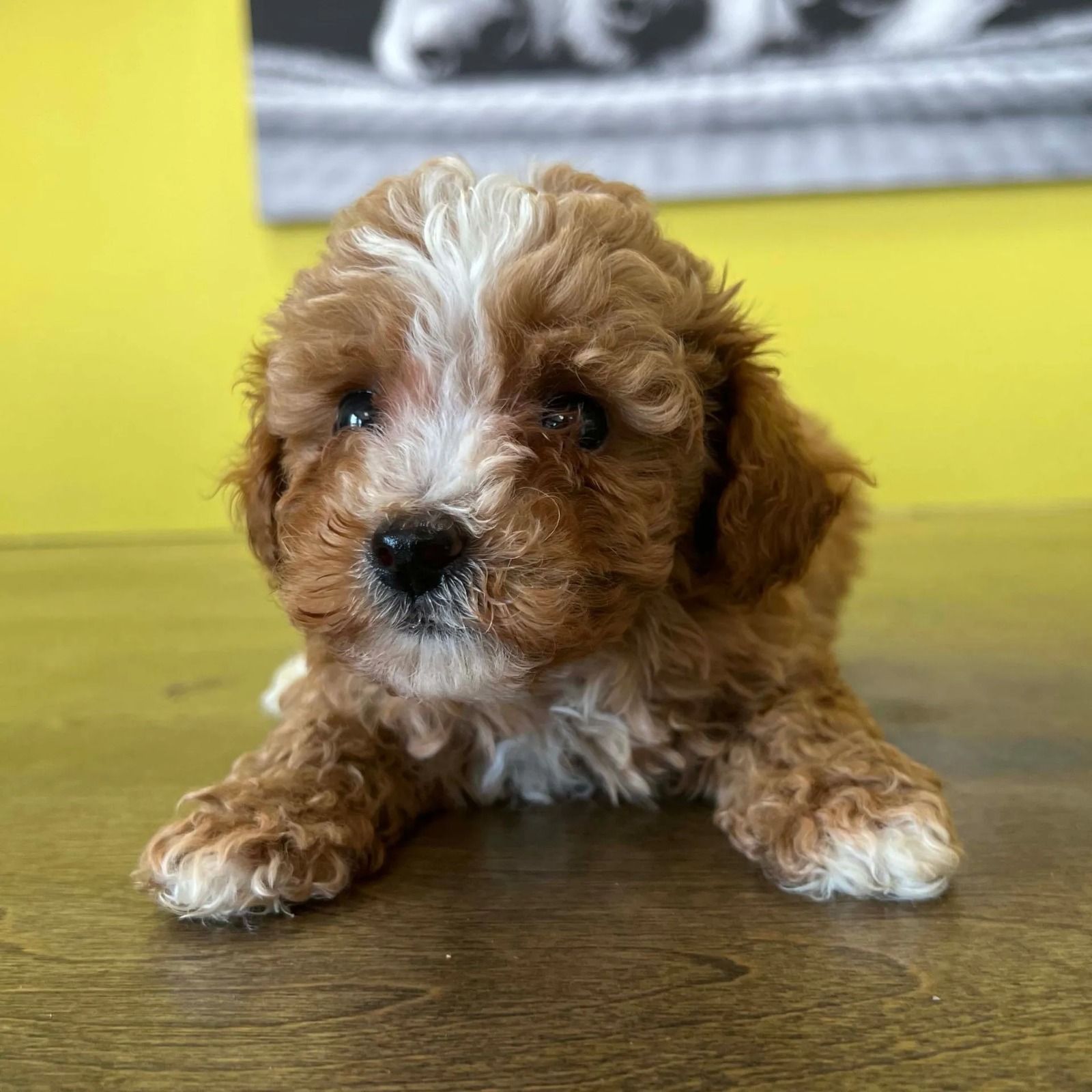 Teacup Puppies For Sale In NYC Your Petite Pooch