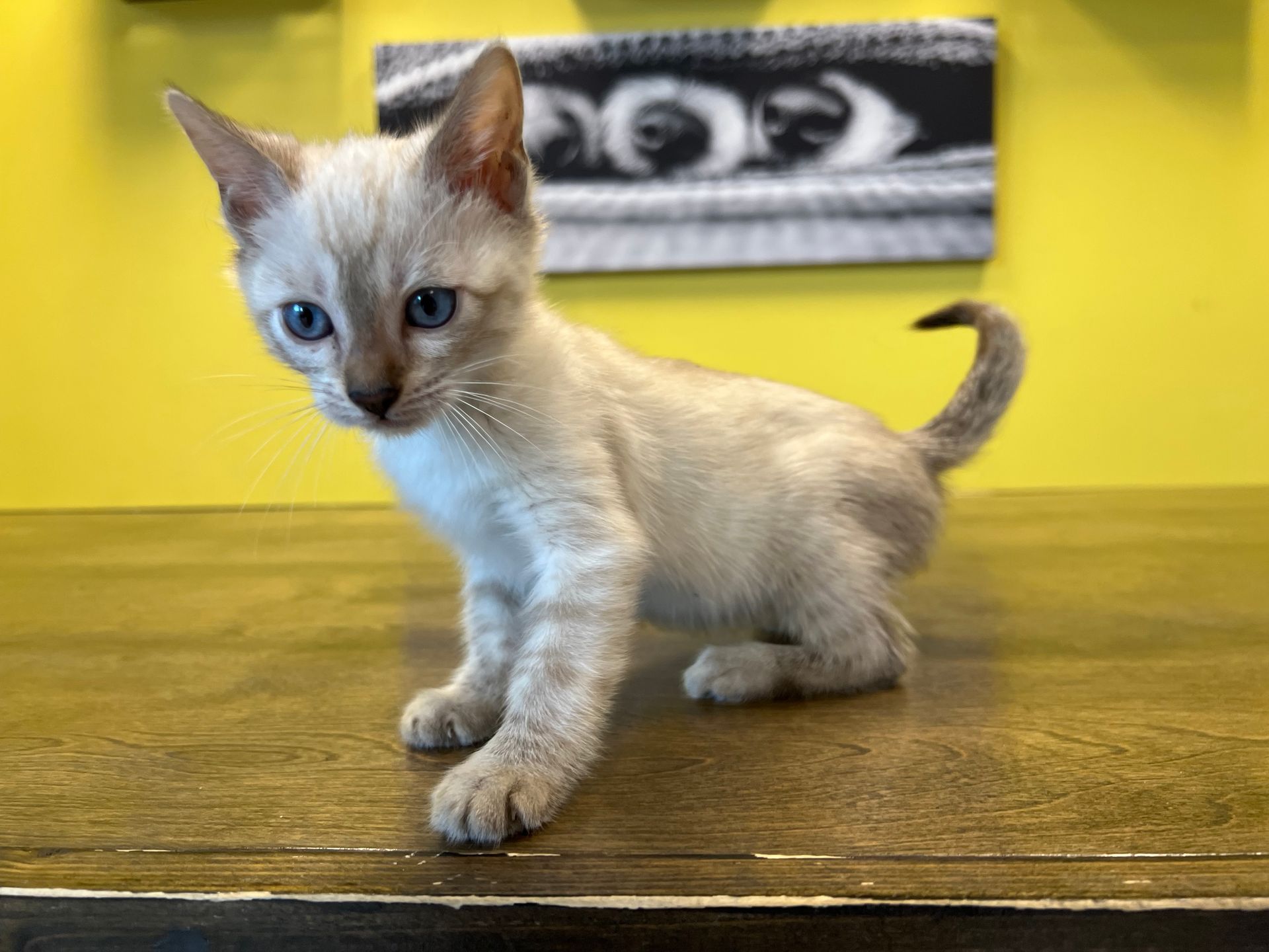 Bengal Kittens For Sale New York