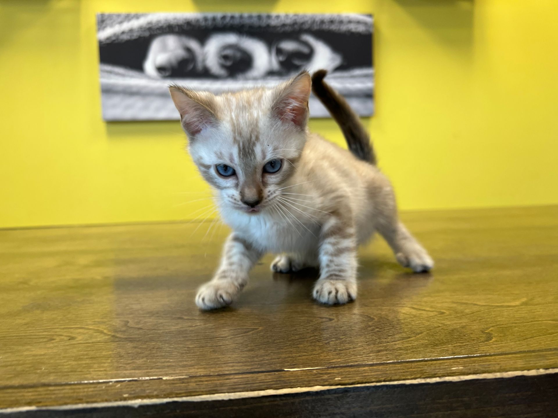 Bengal Kittens For Sale New York