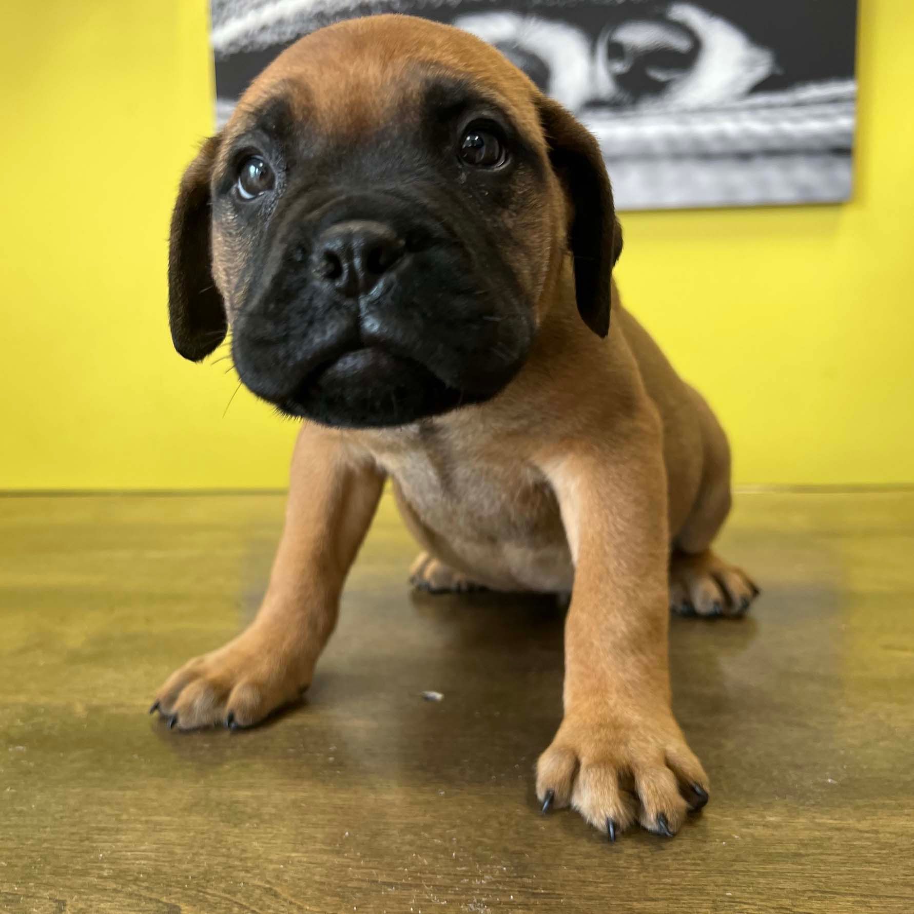 Large Puppies For Sale In New York
