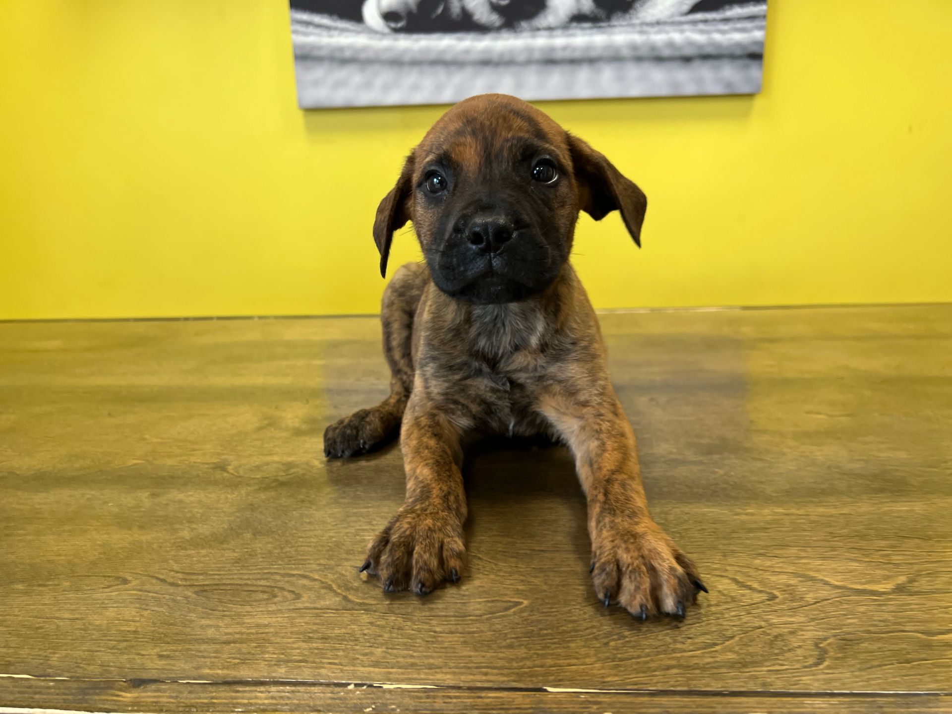 Bullmastiff Puppies For Sale New York