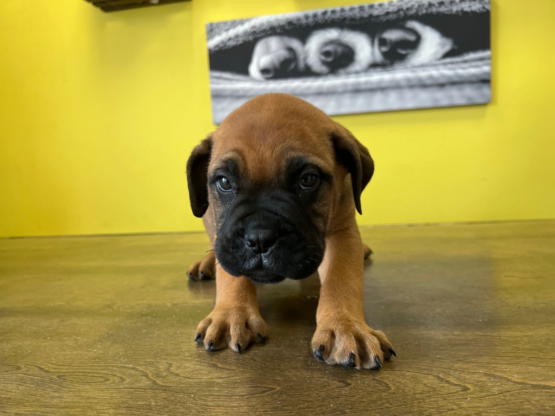 Bullmastiff Puppies For Sale New York