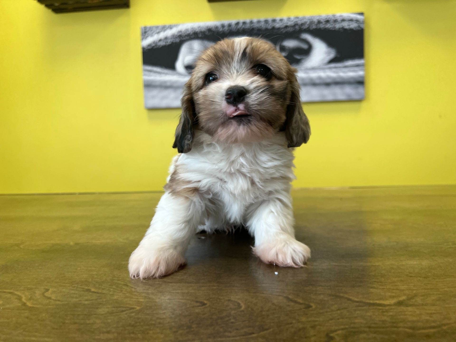 Designer Puppies For Sale New York