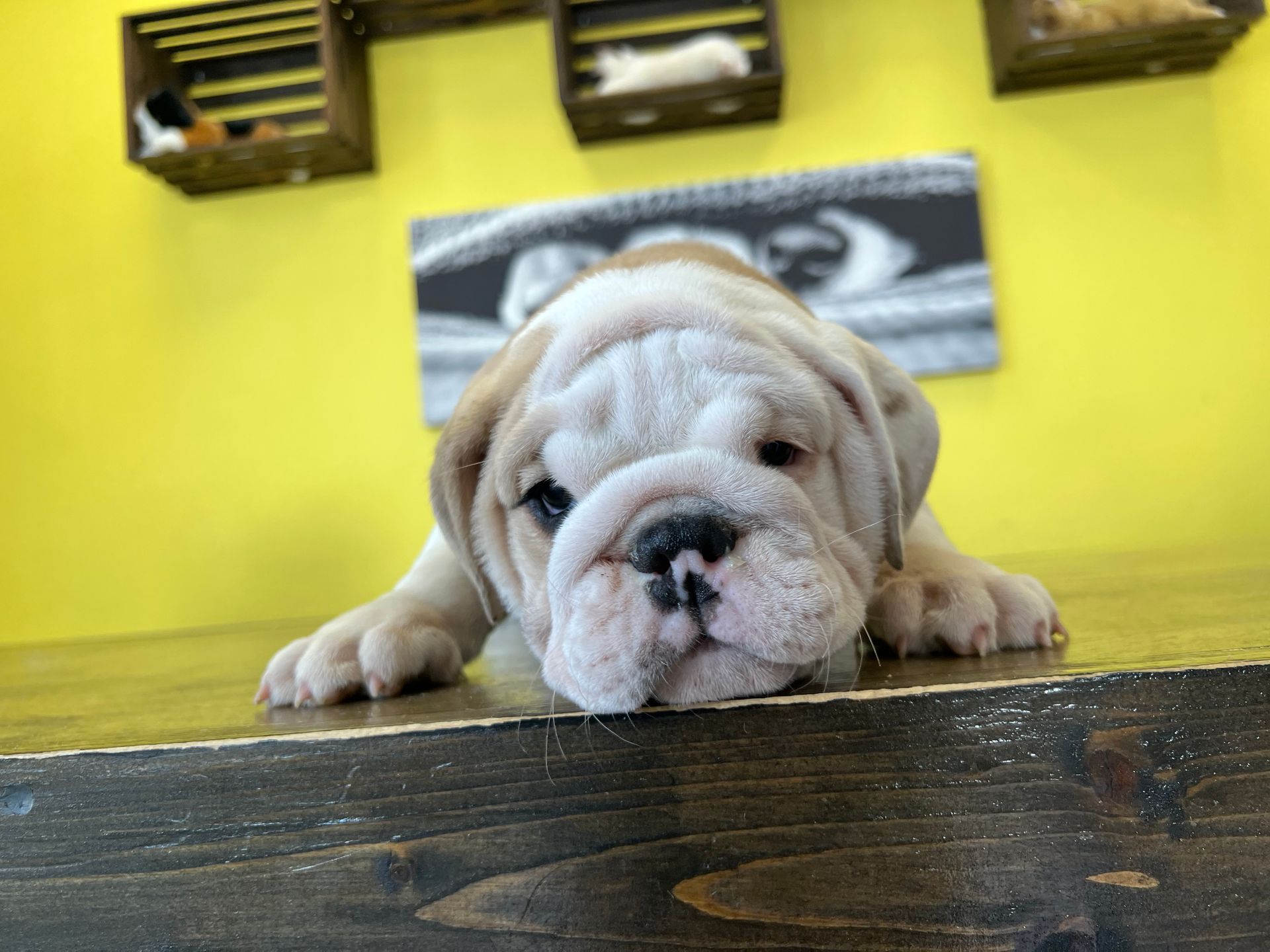 English Bulldog Puppies Miniature Bulldog For Sale