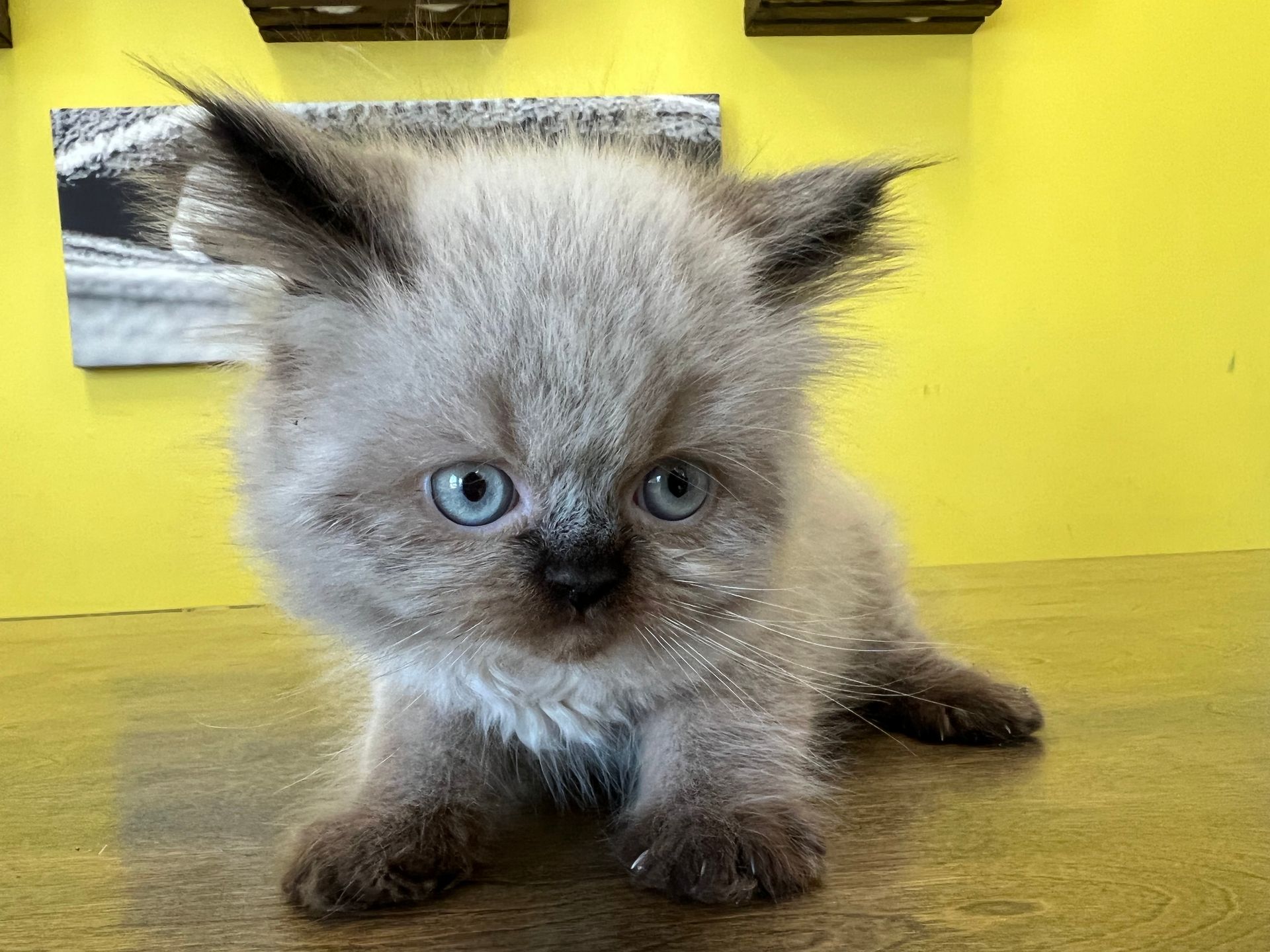 Himalayan Kittens For Sale New York Himalayan kittens for sale near me