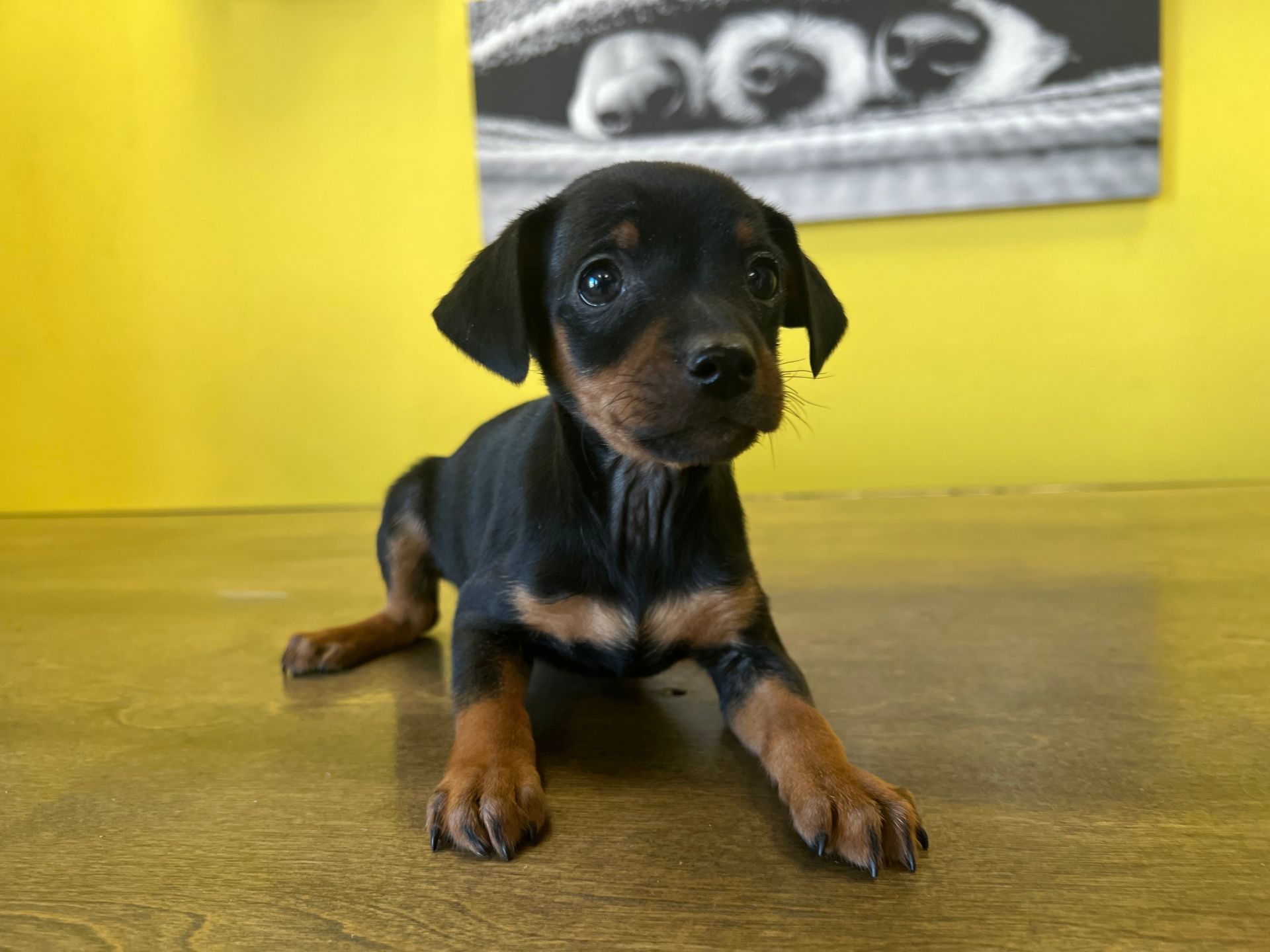 Min Pin Puppies For Sale New York