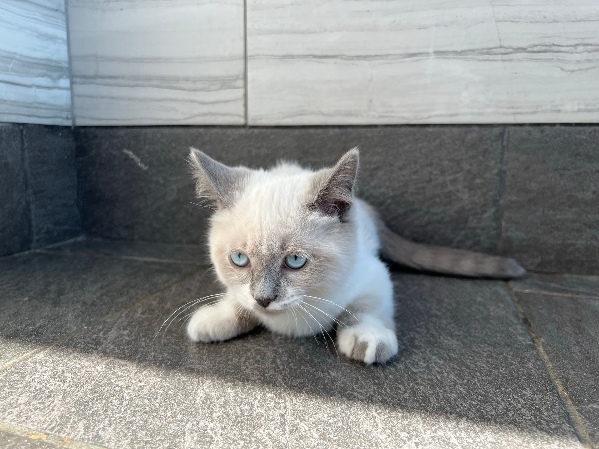 Munchkin Kittens For Sale New York