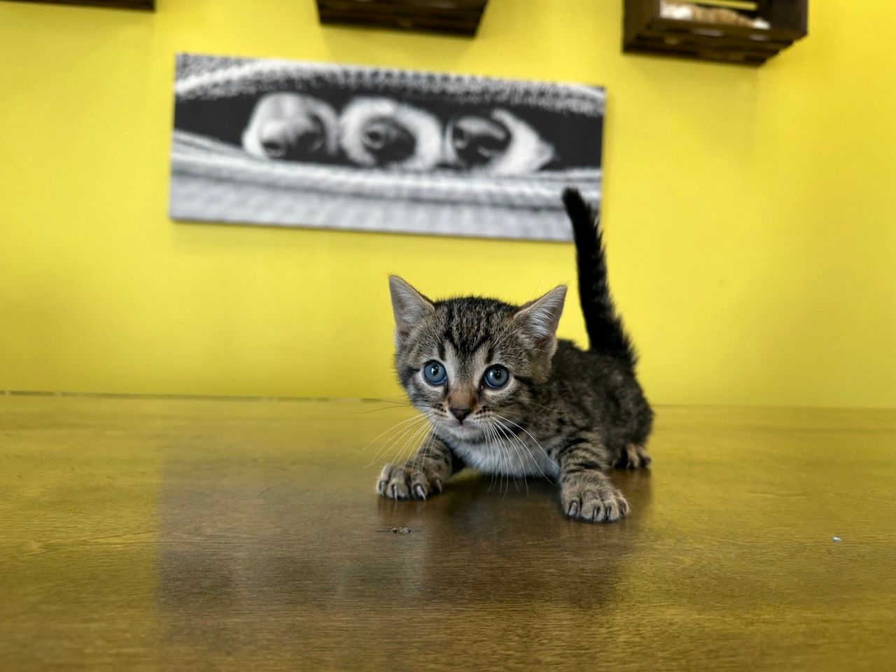 Munchkin Kittens For Sale New York
