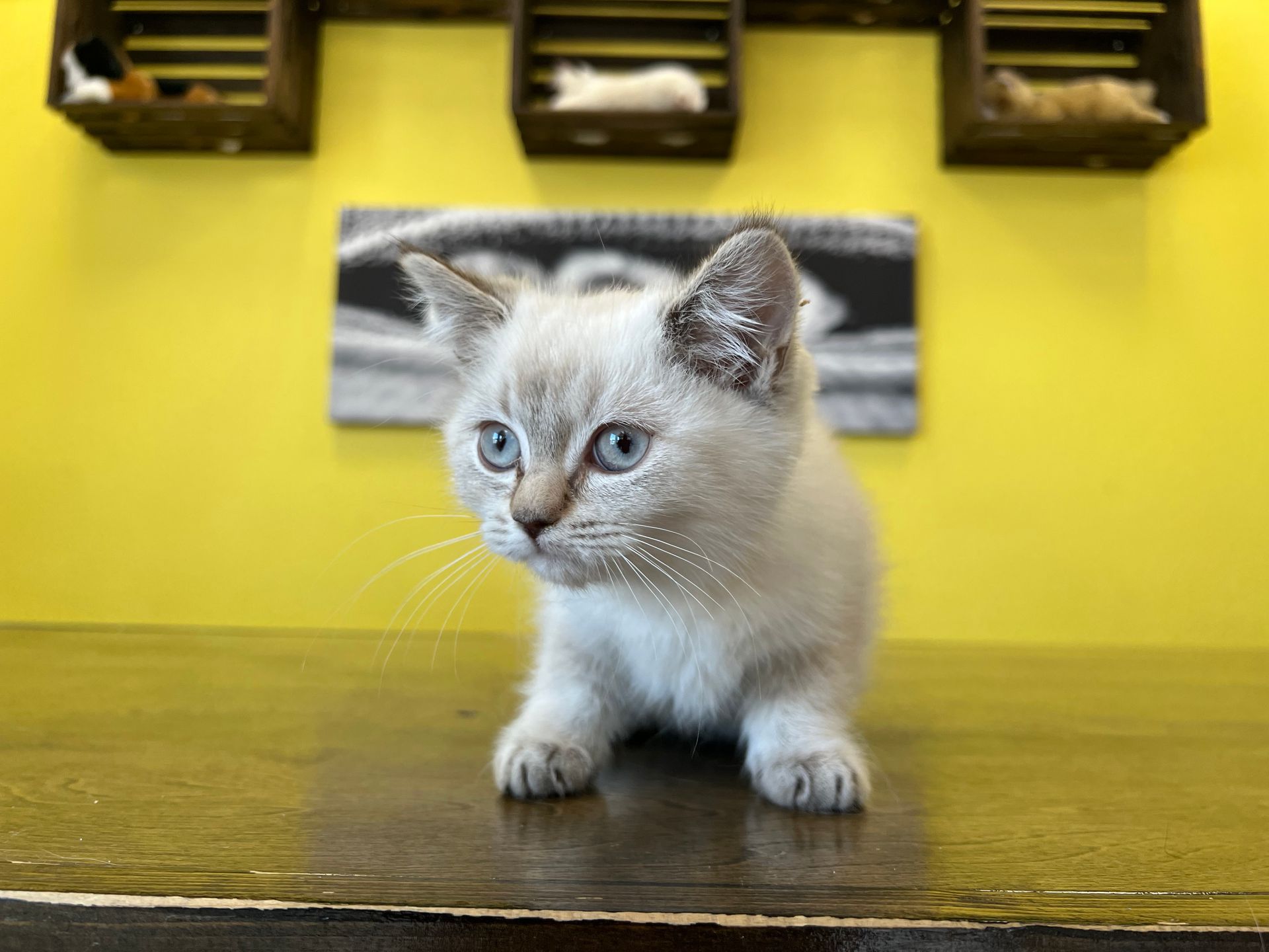 Munchkin Kittens For Sale New York