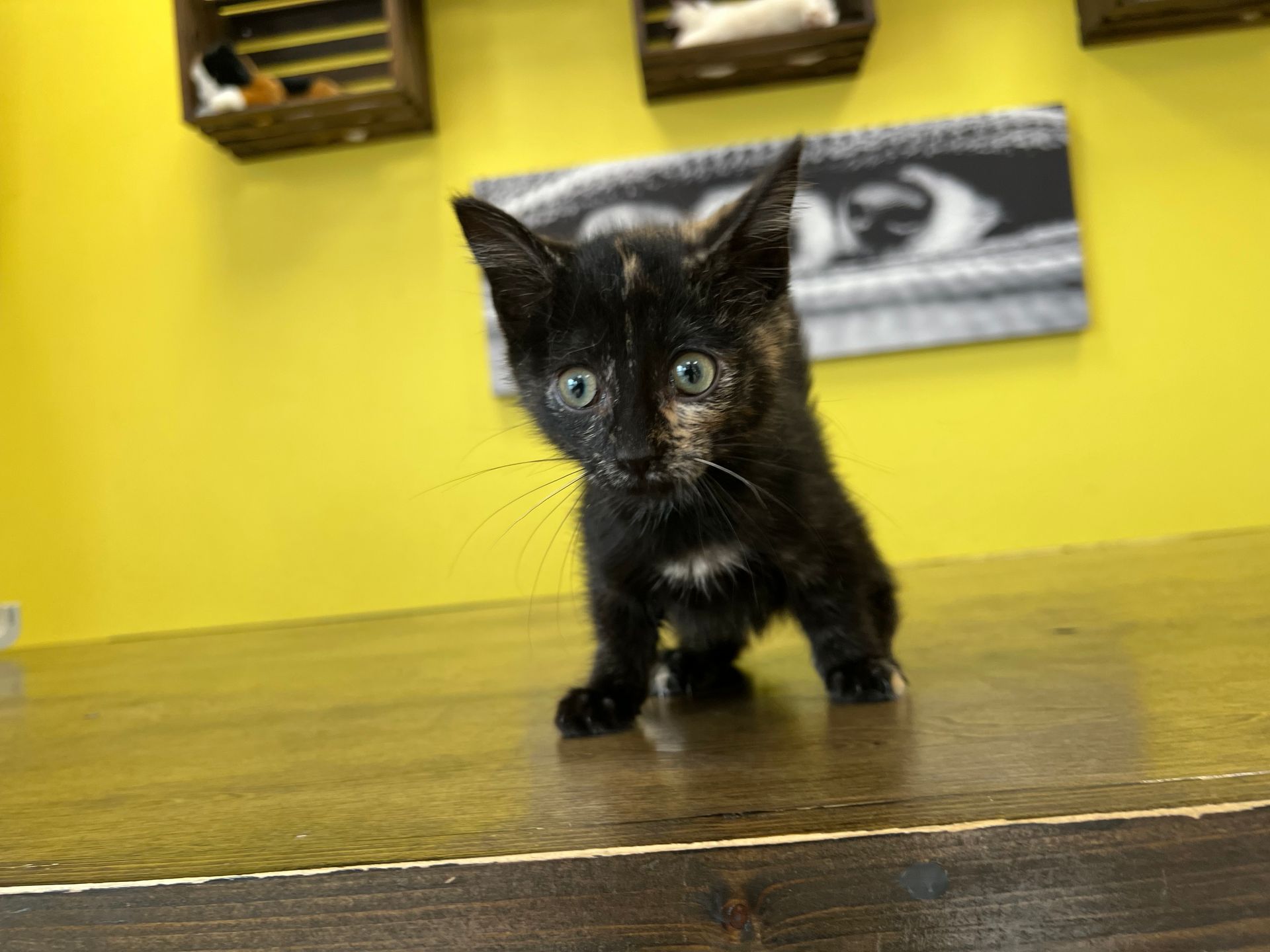 Munchkin Kittens For Sale New York