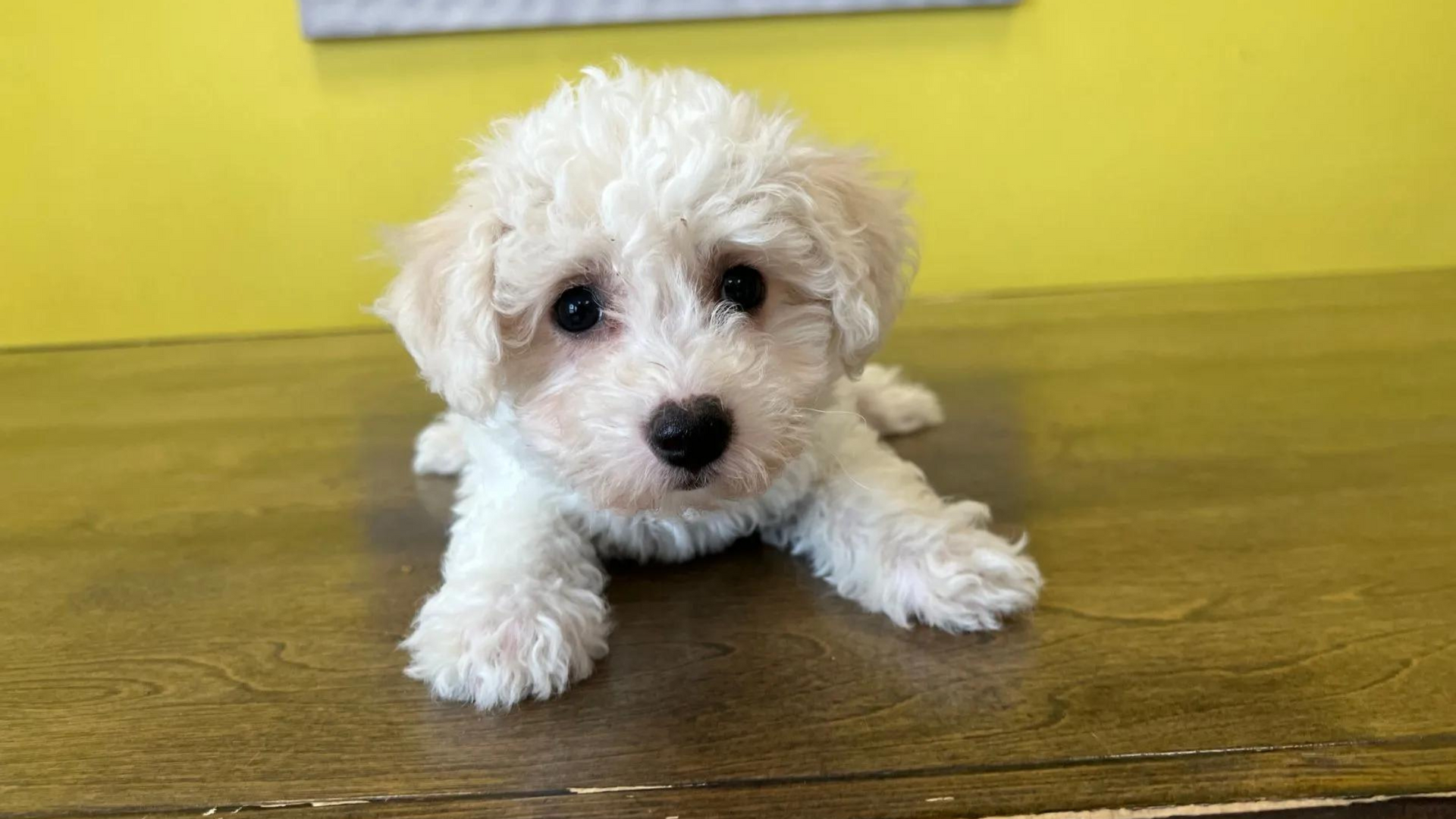 A small white puppy is laying on a wooden table. Bichon Frise Puppy.