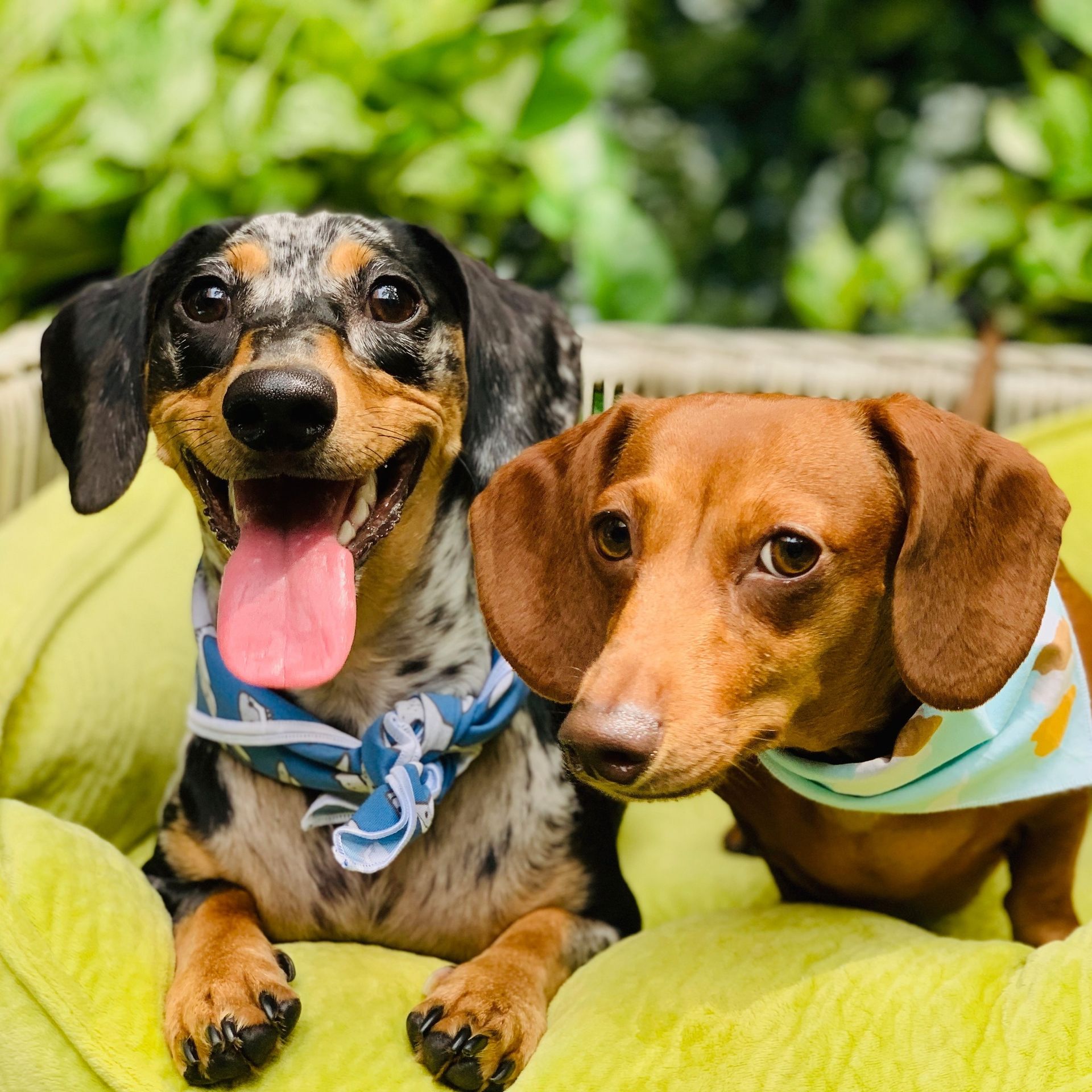 Pet Store Hartsdale NY