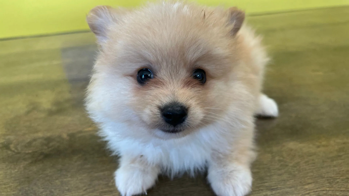 Pomeranian Puppy
