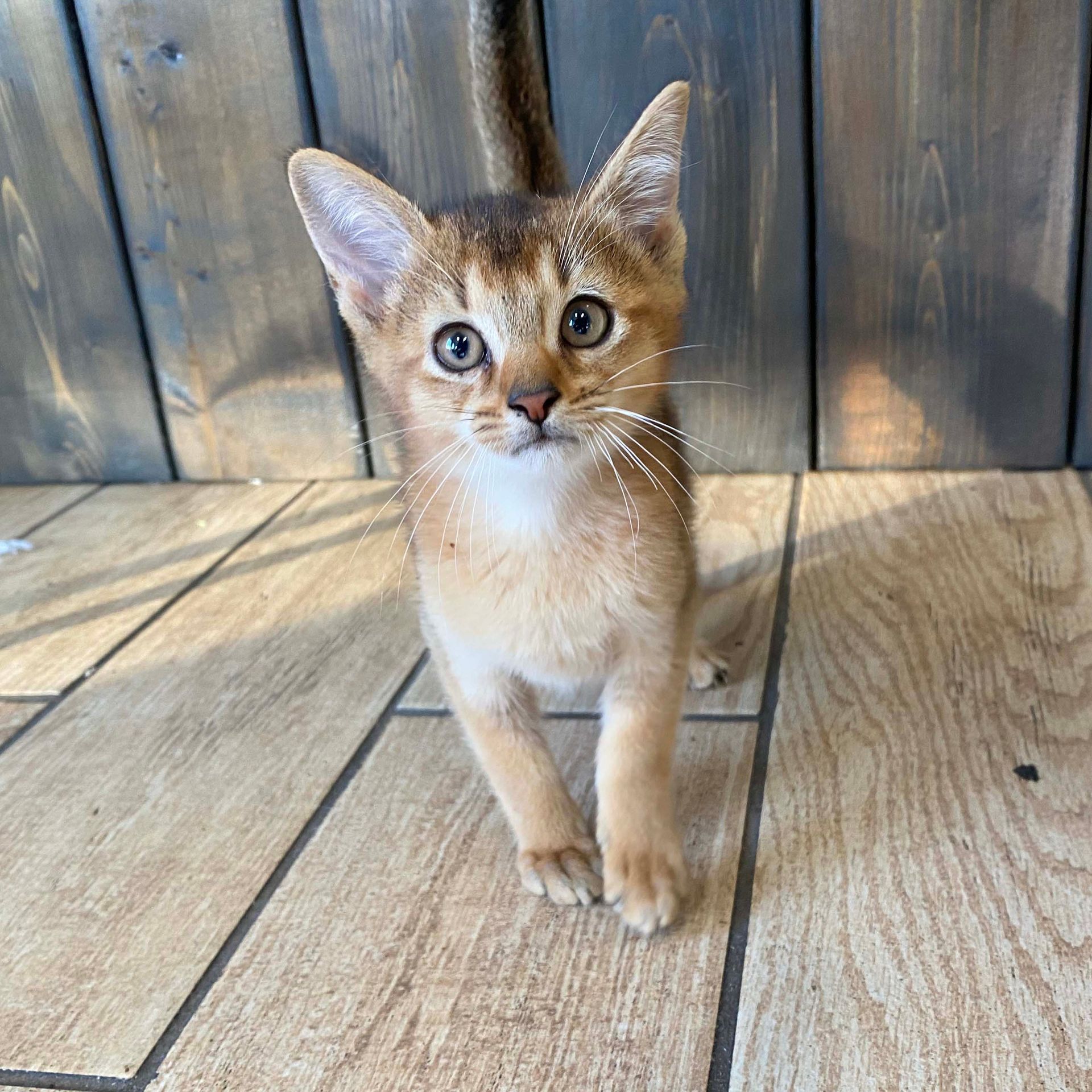 abyssinian kittens for sale