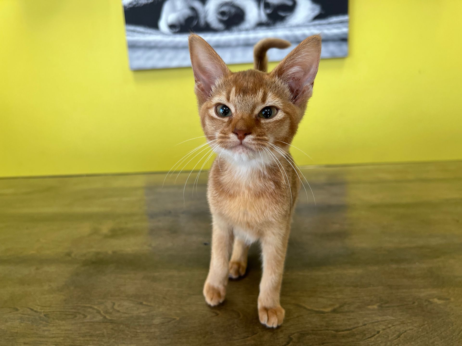 Abyssinian Kittens New York