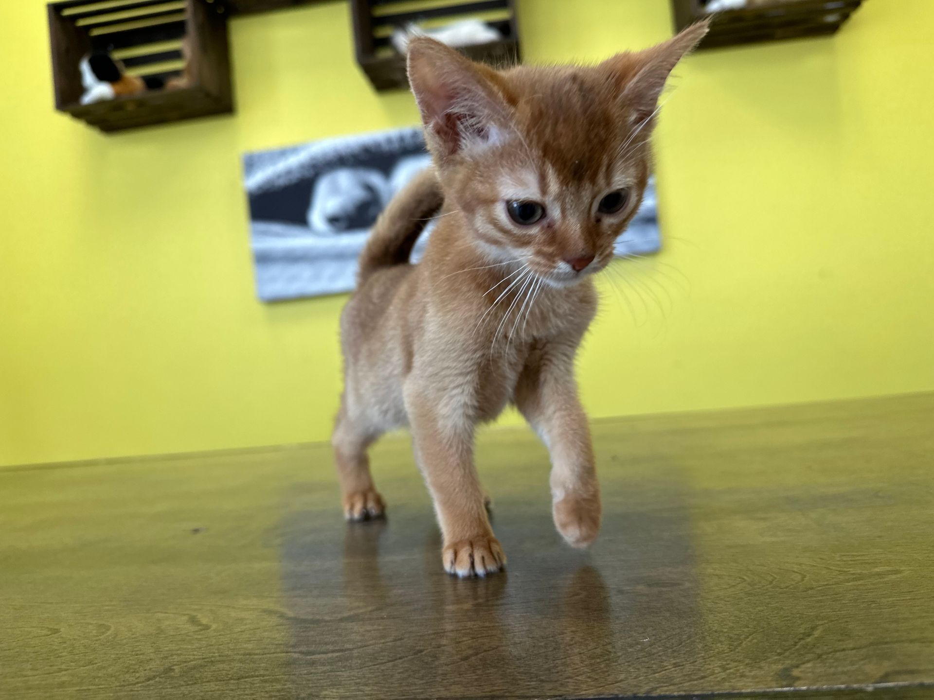 Abyssinian Kittens for sale New York