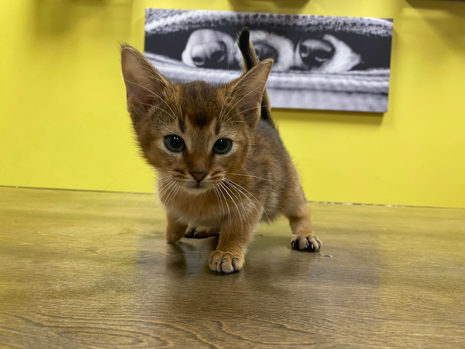 Abyssinian Kittens New York