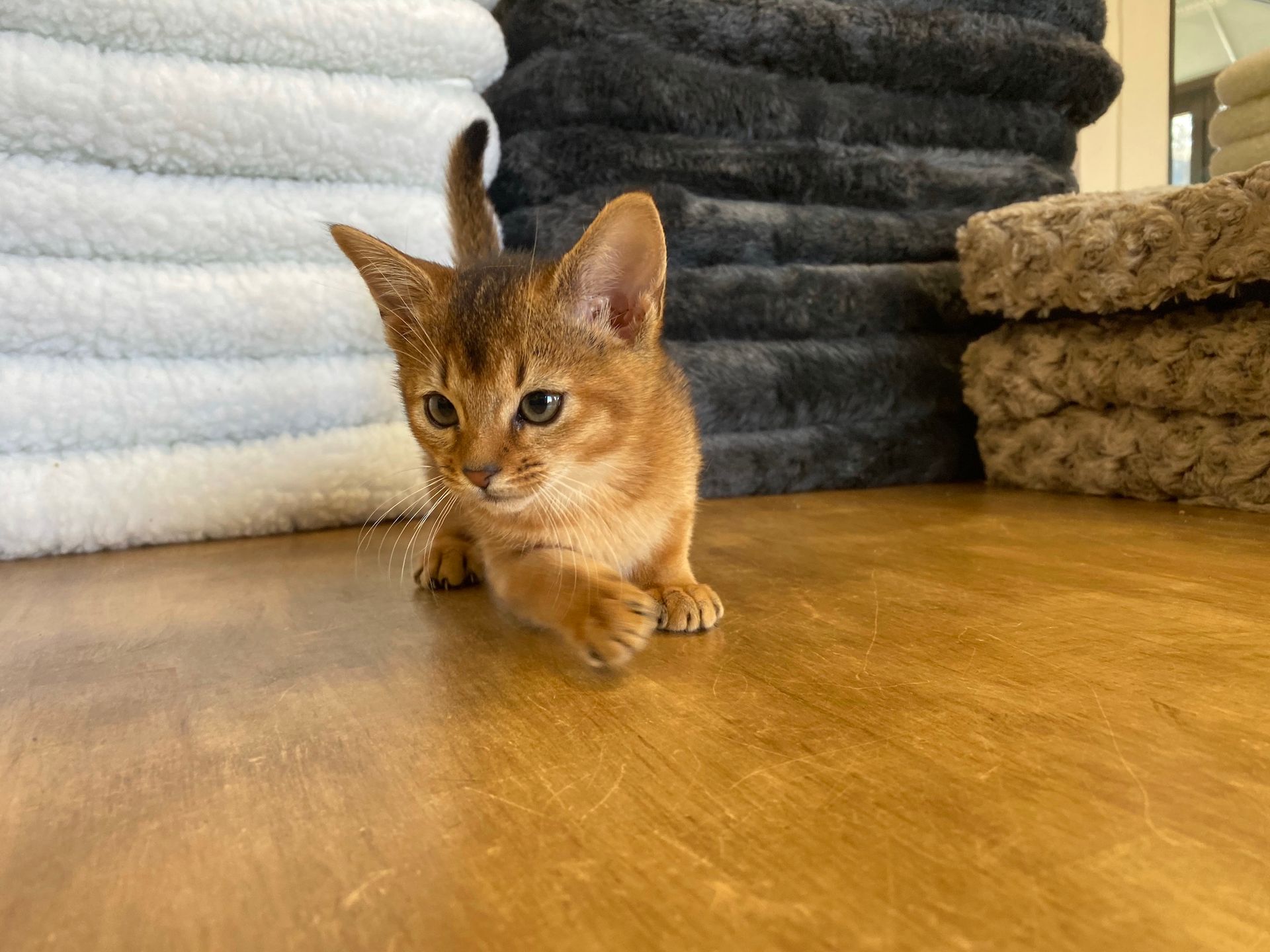 Abyssinian Kittens New York