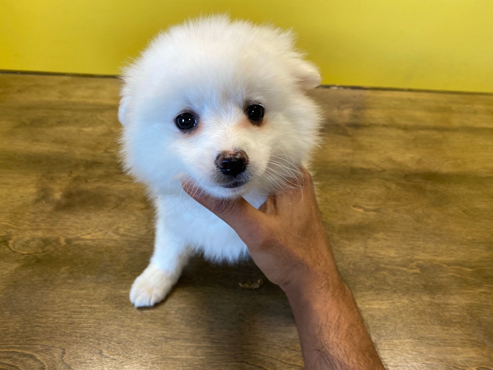 American Eskimo puppies New York
