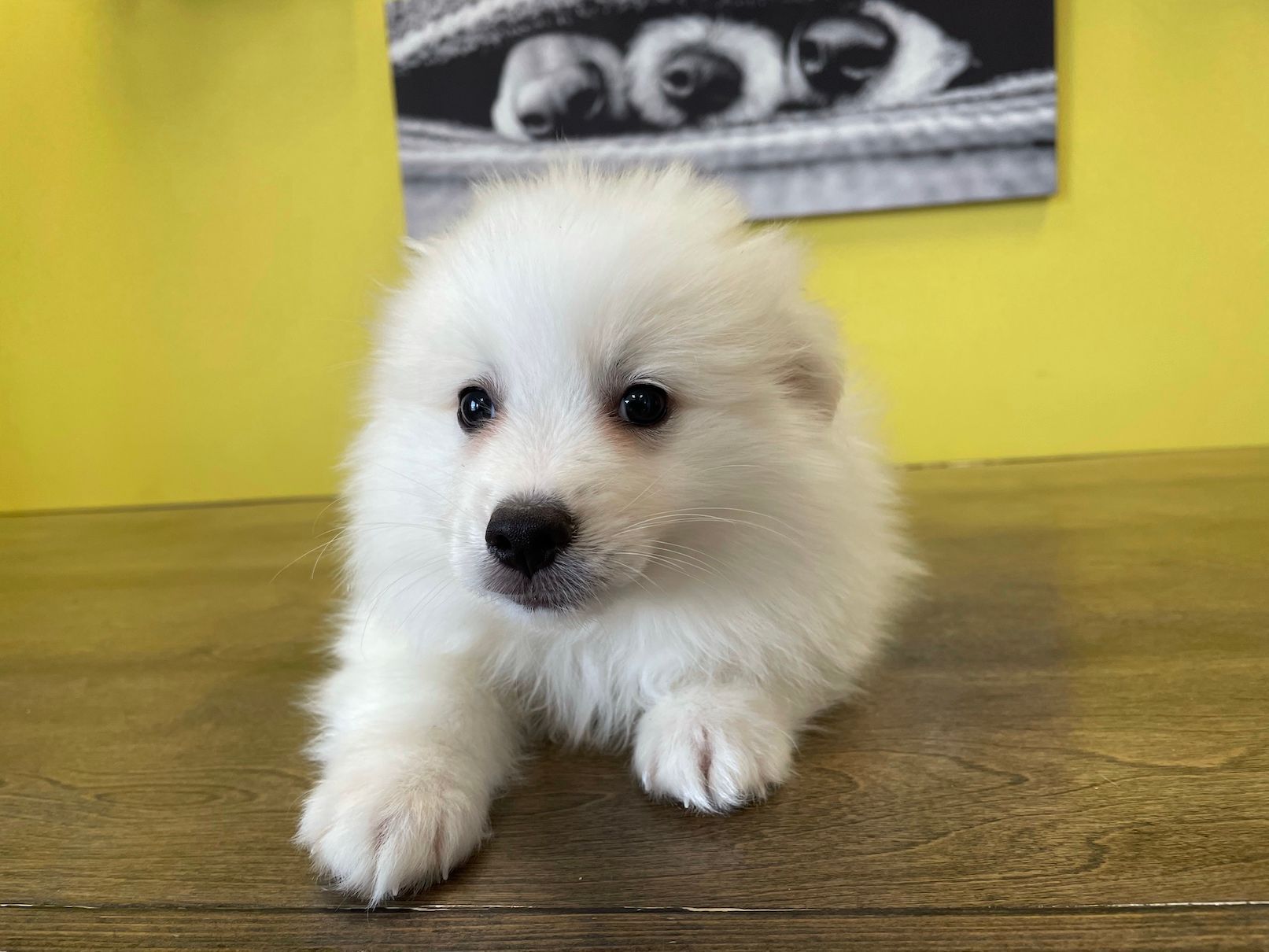 American Eskimo puppies for sale New York