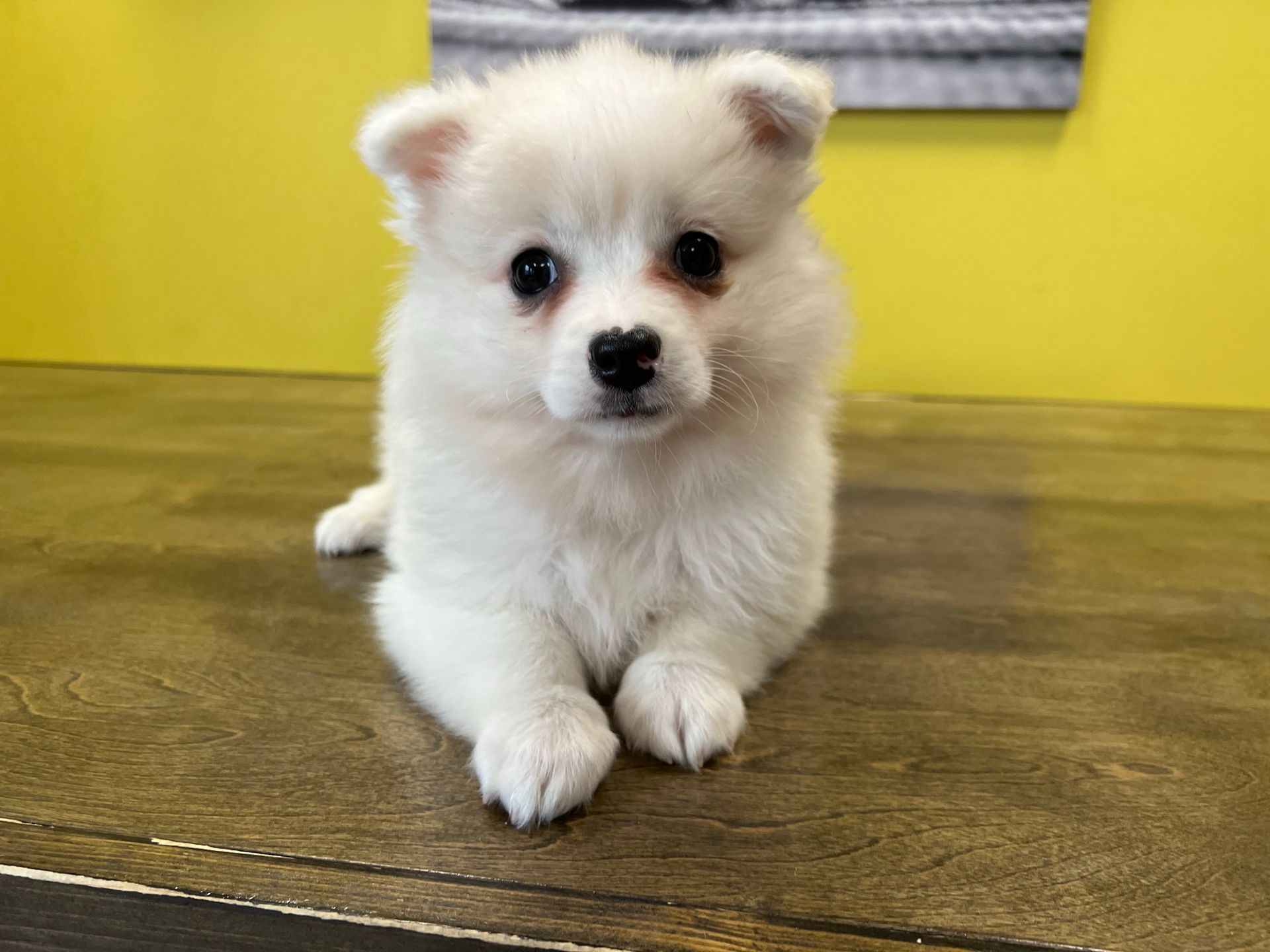 American Eskimo puppies New York