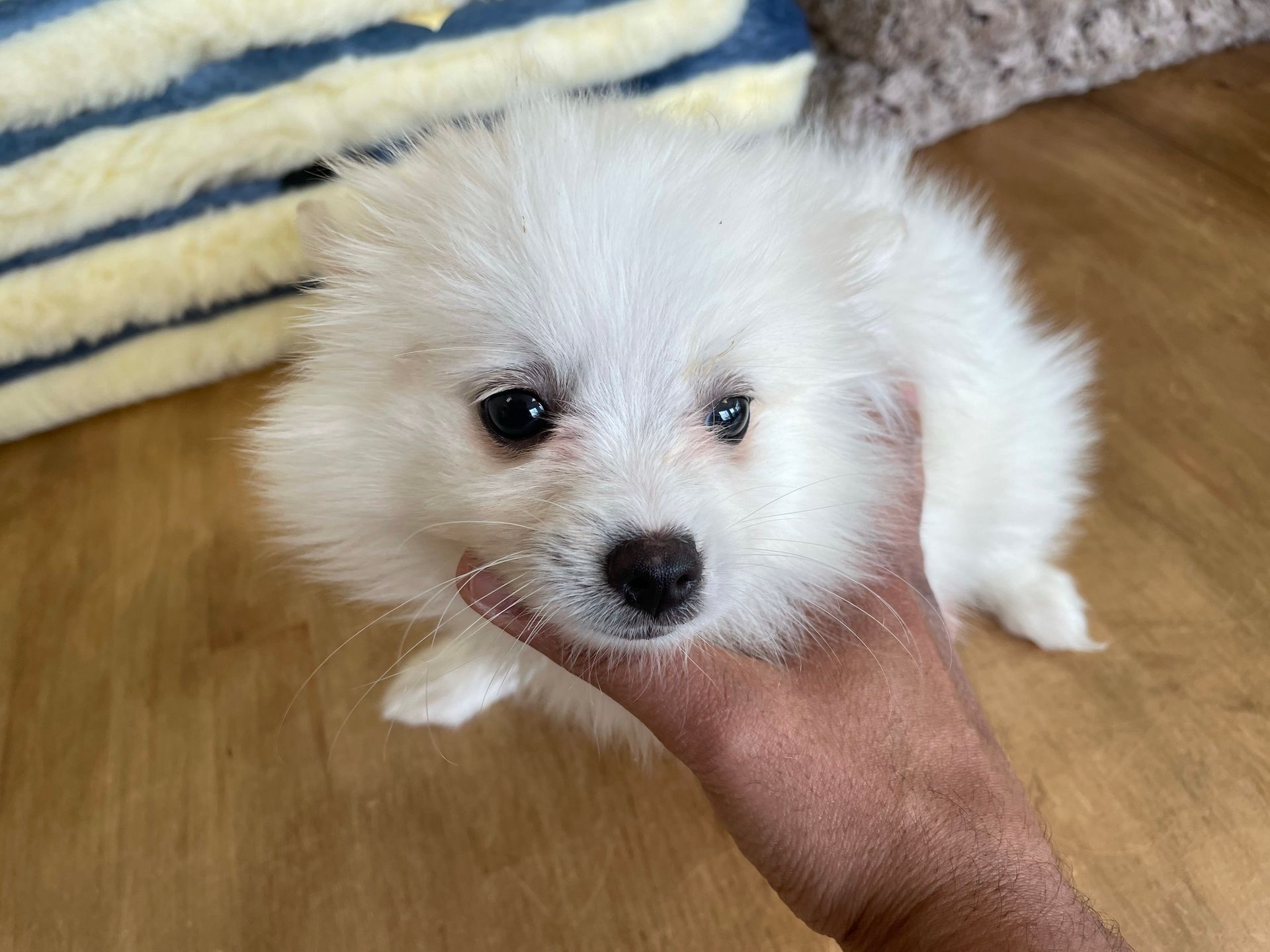 American Eskimo puppies for sale New York