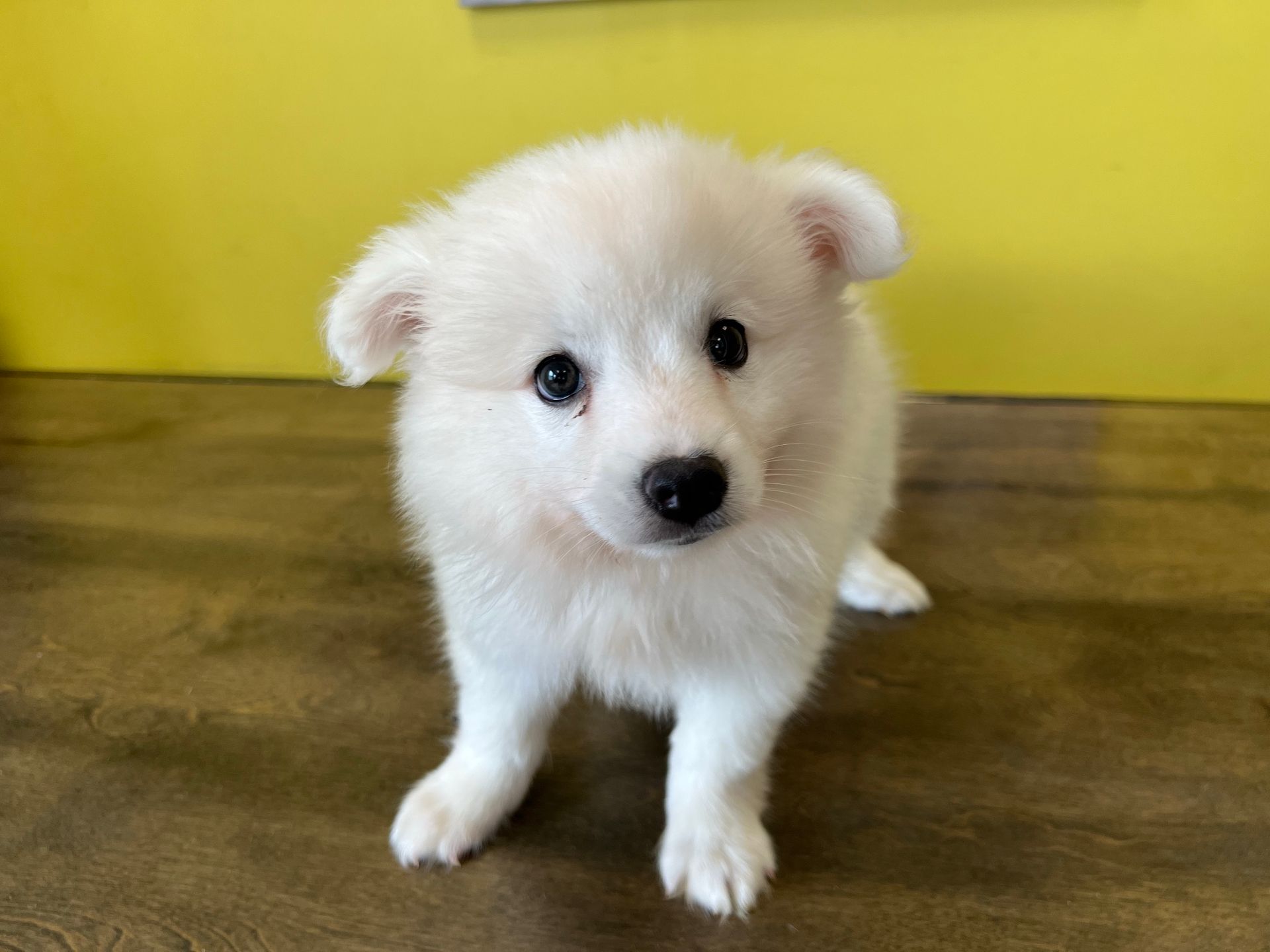 American Eskimo puppies New York
