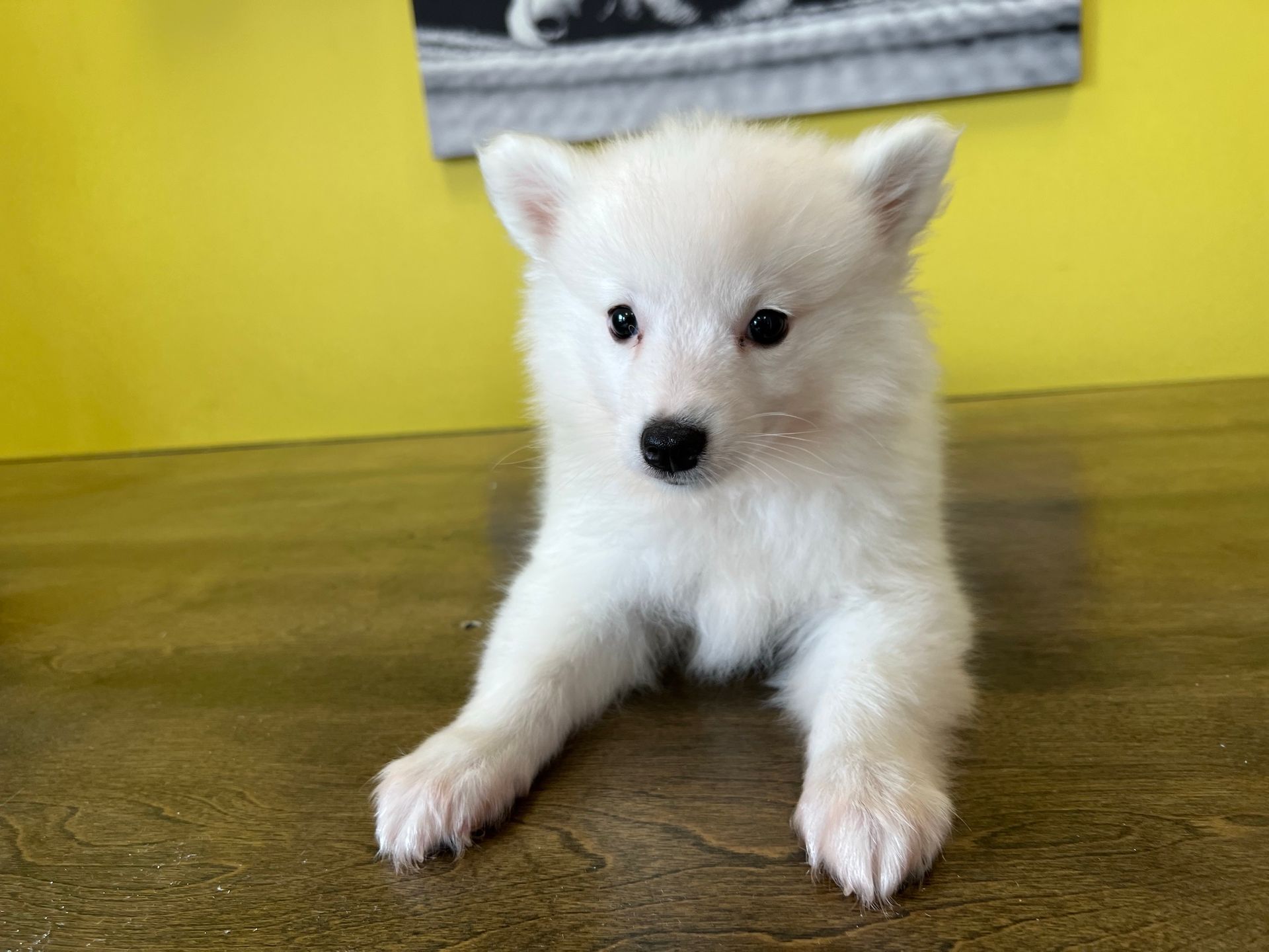 American Eskimo puppies for sale New York