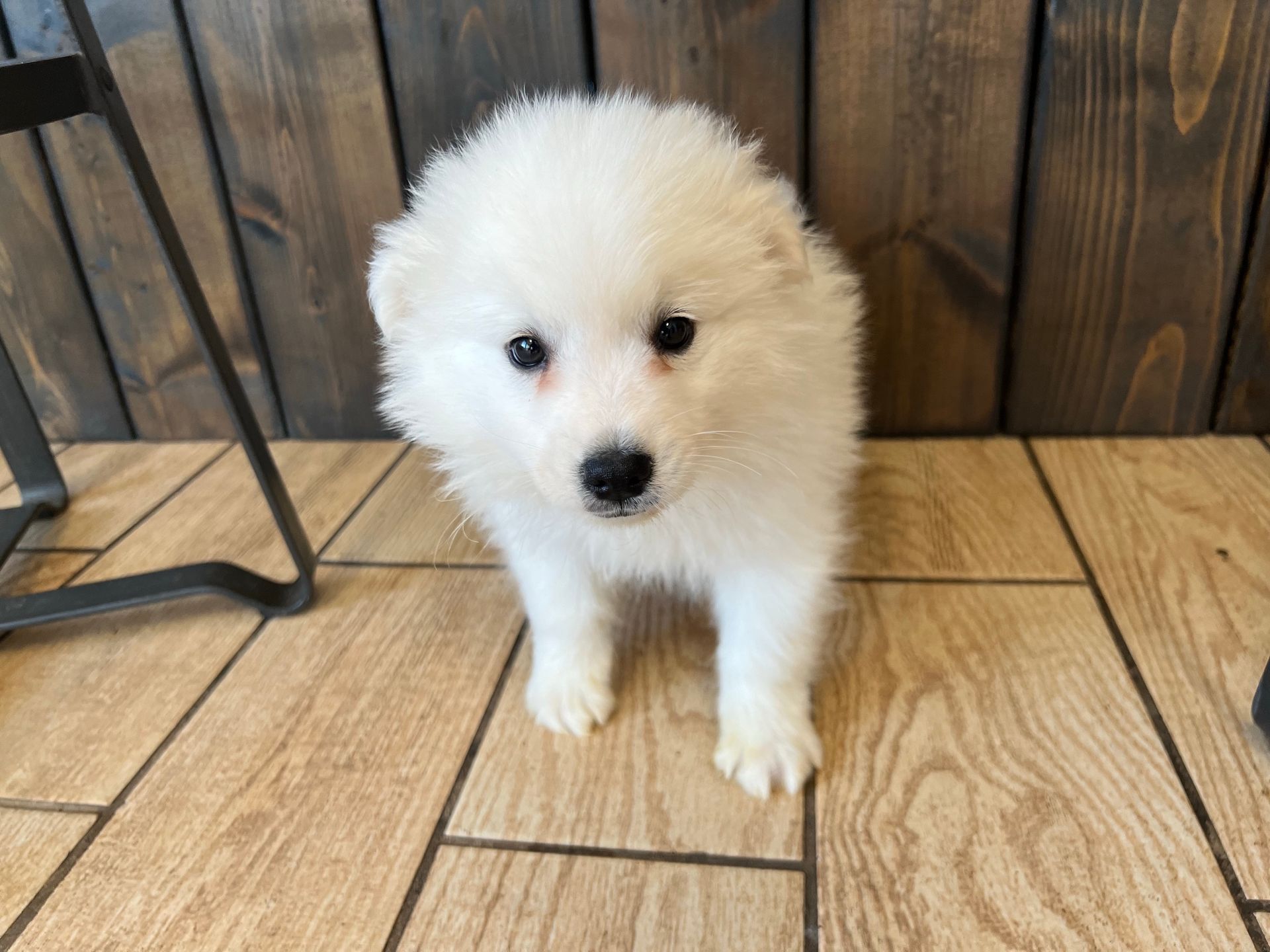 American Eskimo puppies New York